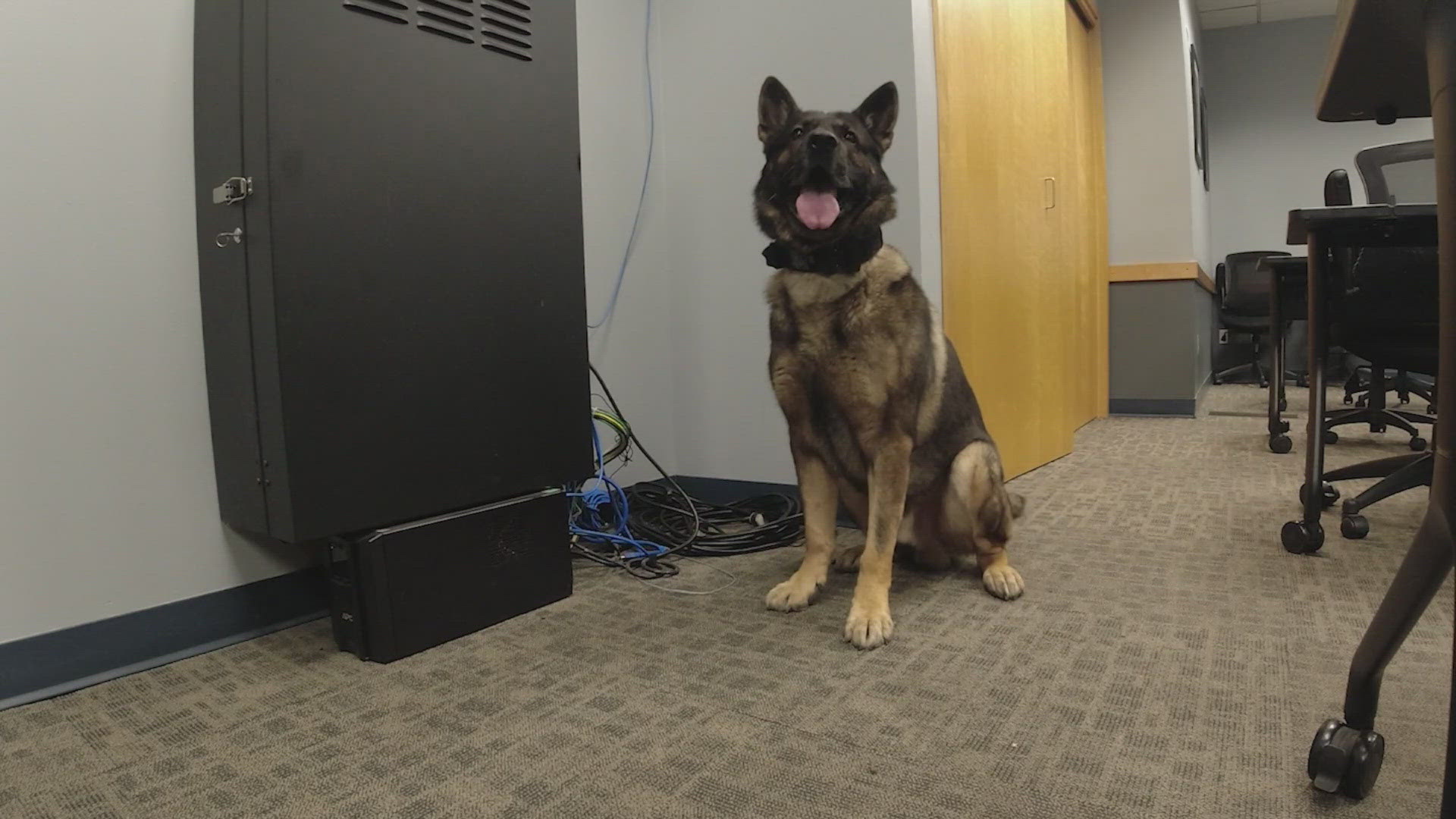 The latest weapon in the fight against fentanyl has four legs and a snout.