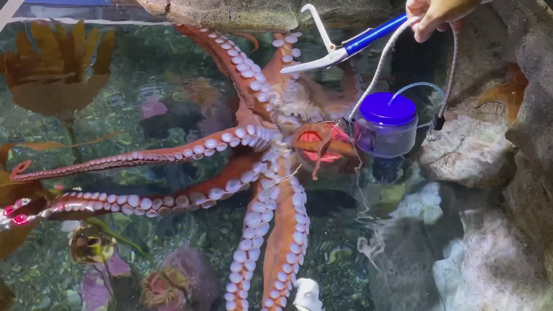 UW octopus scientist on the Seattle Kraken 