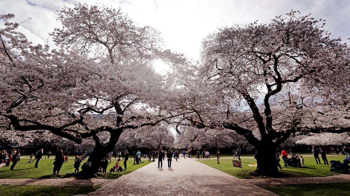 University of Washington cherry blossoms in peak bloom