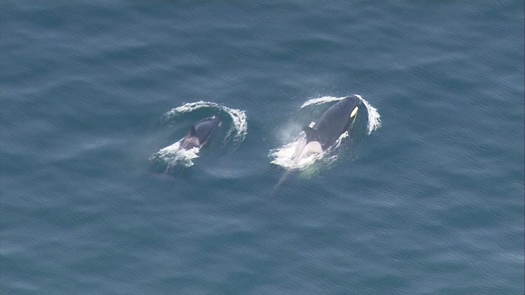 Southern Resident orca pod appears to have welcomed a new calf
