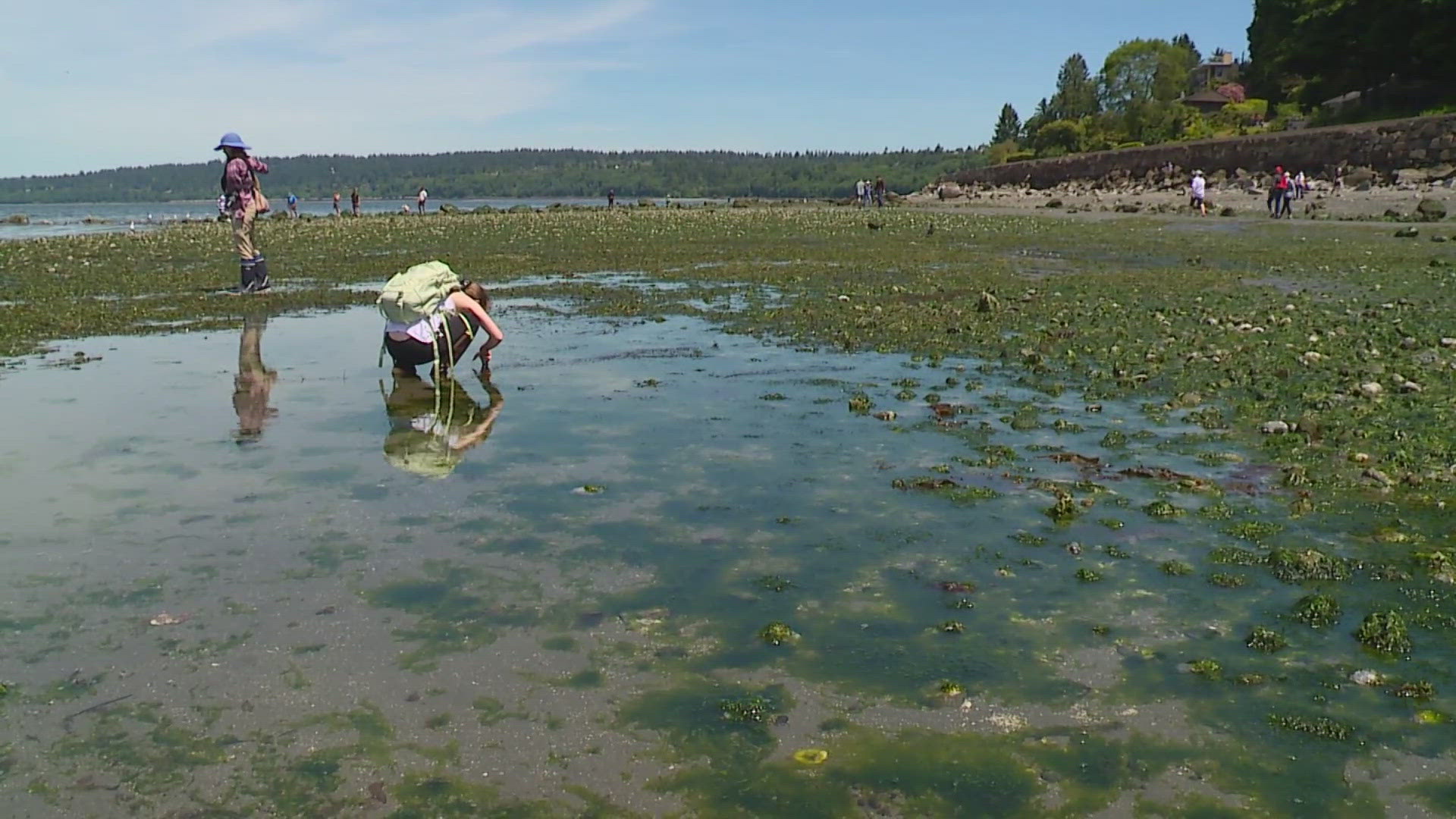 Low tides are expected around Puget Sound this week, giving you a chance to walk the beach and see marine life up close. 