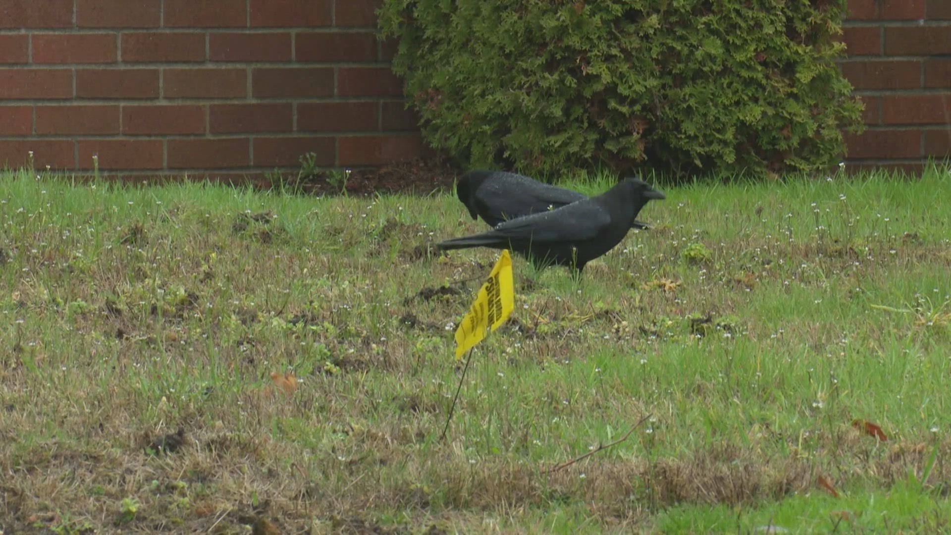While residents are upset with the mess crows are making in their lawns, experts say it could be good in the long run. Here's why.