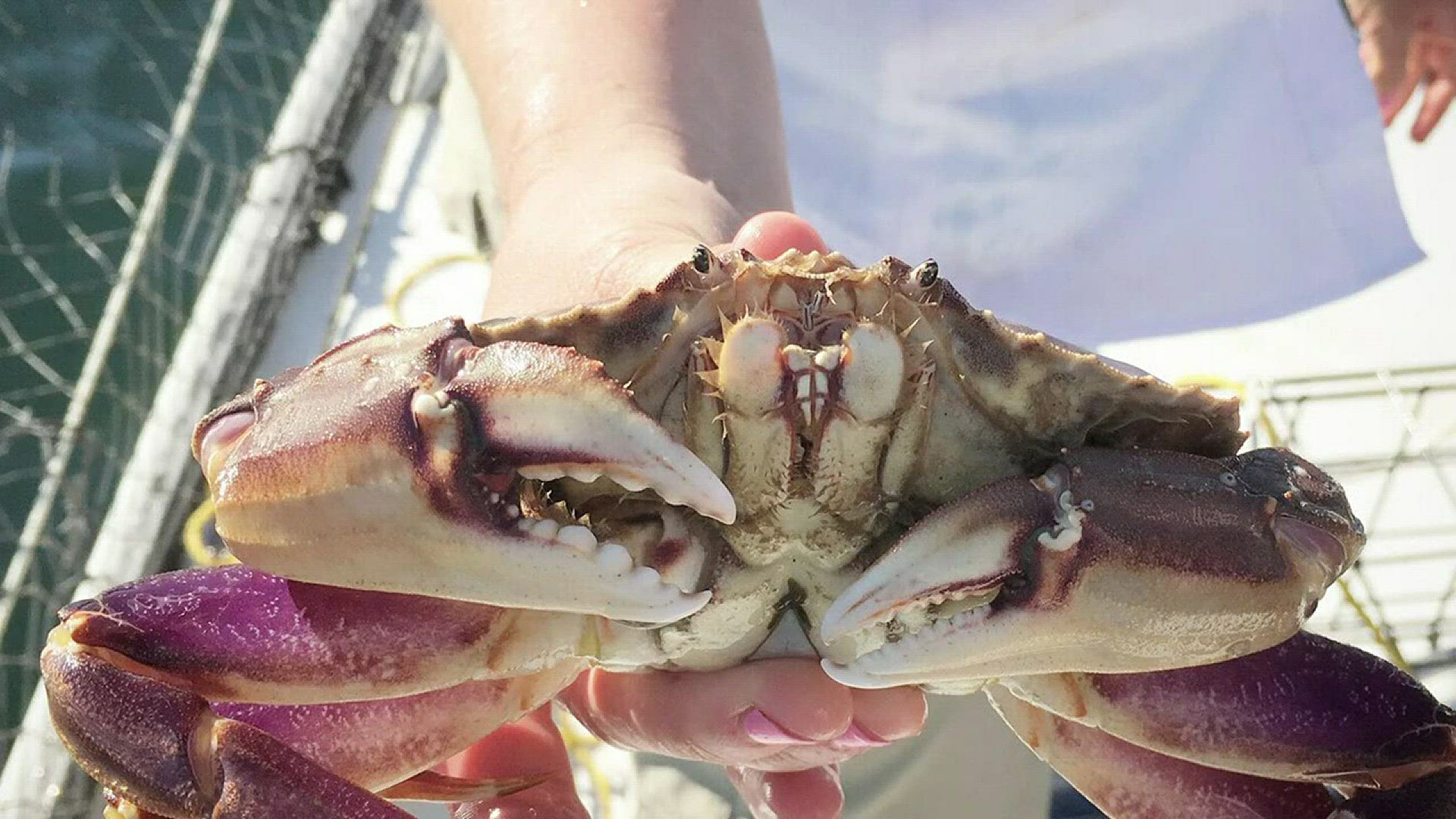 Recreational crabbing season begins in Puget Sound