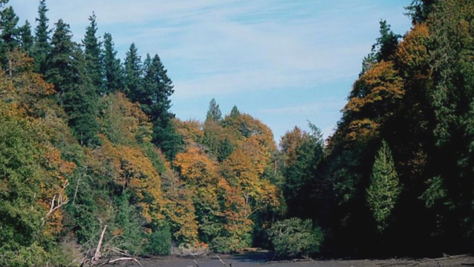 The Steh-Chass people lived in Olympia for thousands of years, and Squaxin Island Tribal history indicates the Tribe valued the area now known as Priest Point Park.