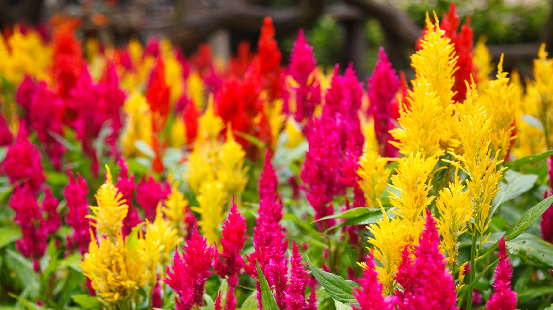 All about crazy, colorful Celosia with gardening expert Ciscoe Morris ...