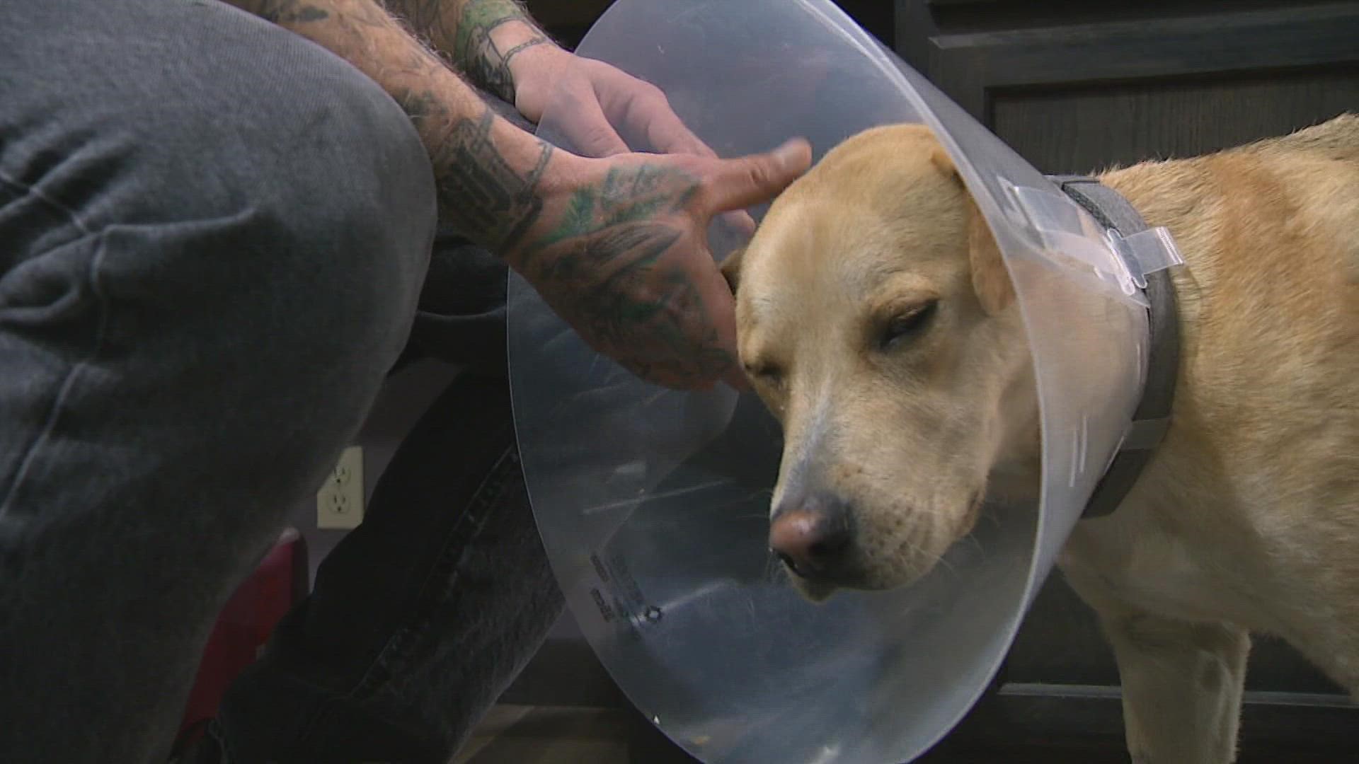 The 1-year-old dog was hit by a truck and abandoned by its owner.