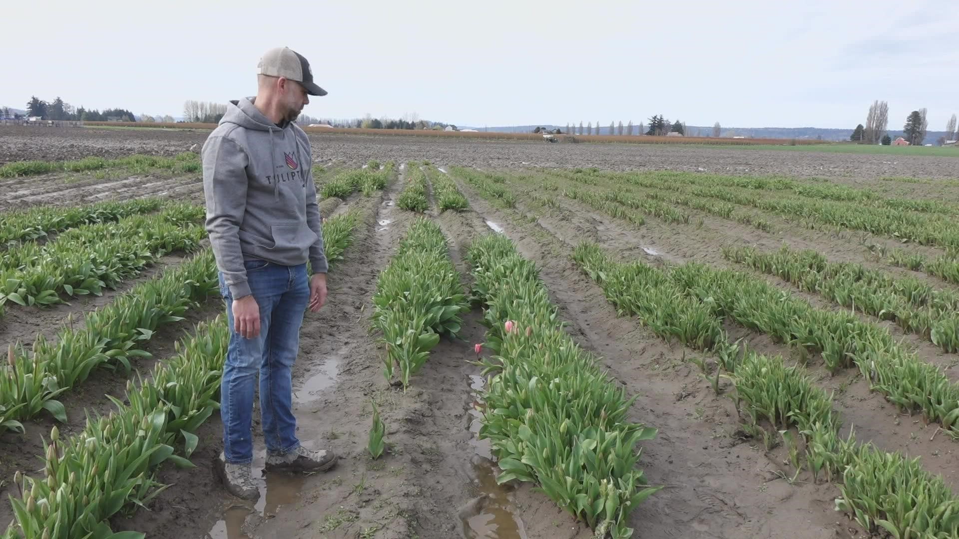 There’s trouble in Tulip Town but some of the Skagit Valley's newest farmers say they’re determined to spring in to April.