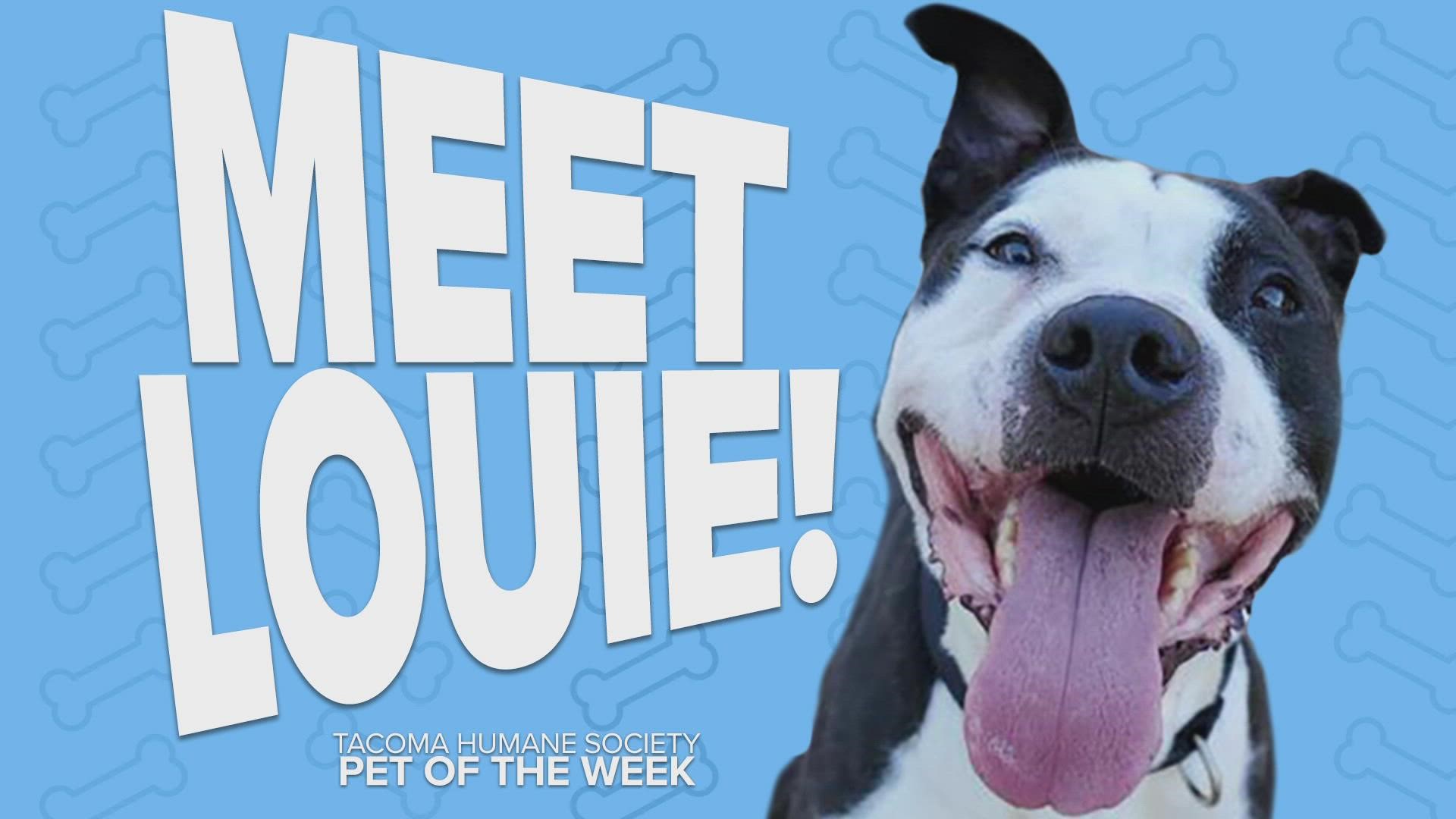 This week's featured adoptable pet of the week is Louie!