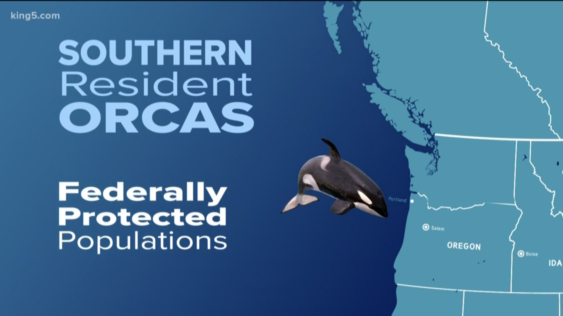 The experts all agree: The southern resident killer whales that live in our waters are in a desperate situation.