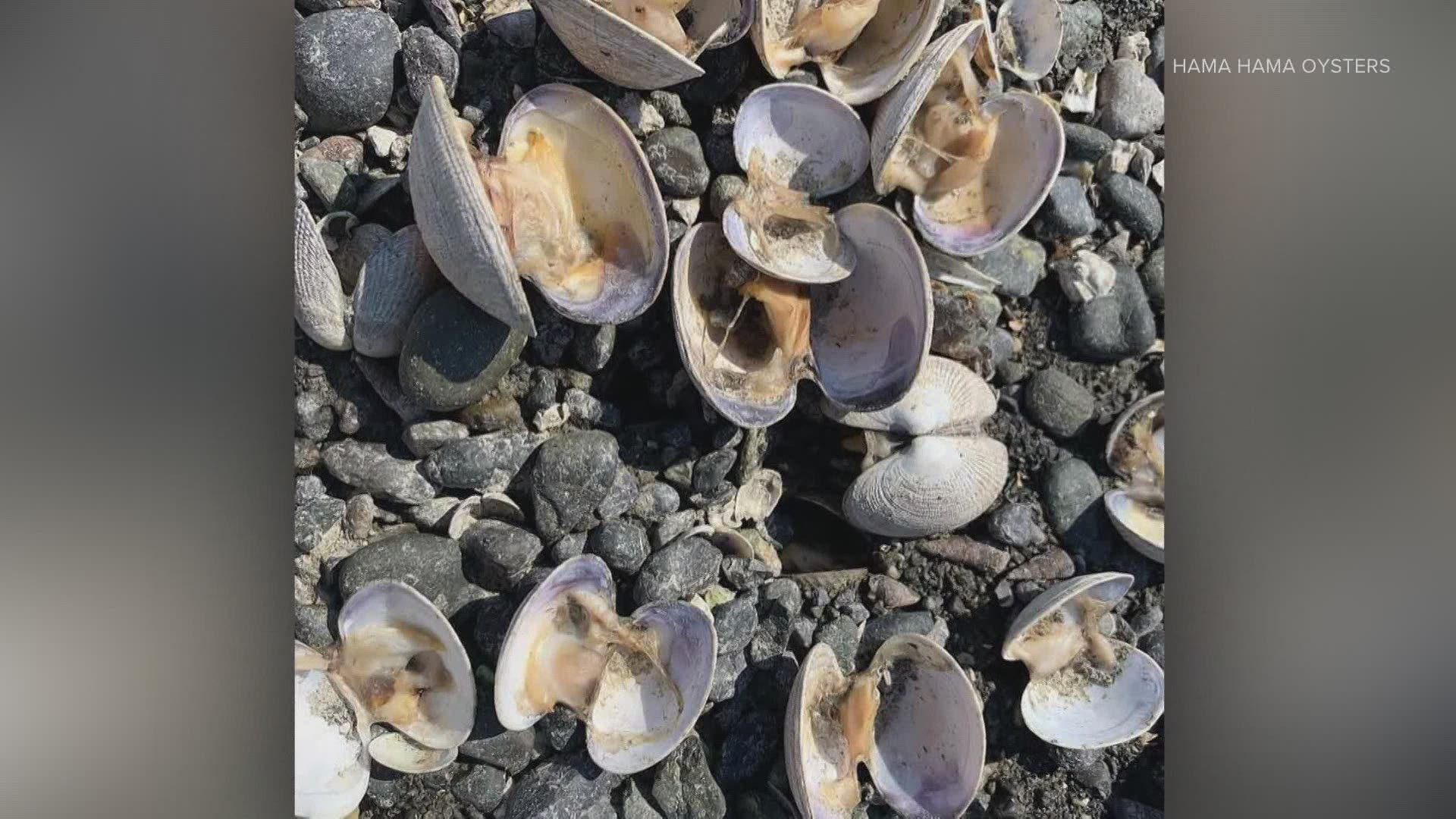 High temperatures in late June peaked when tides were at their lowest level in years, exposing growing shellfish to abnormally high temperatures.