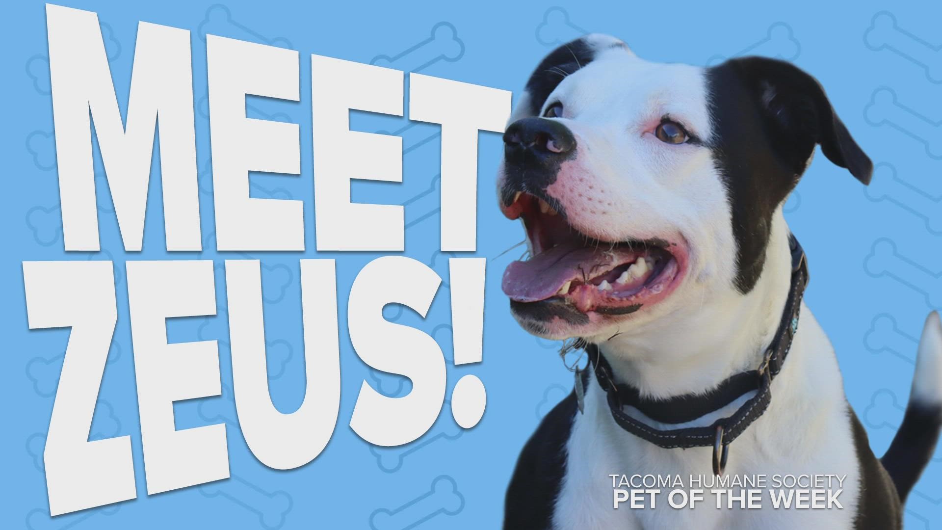 This week's featured rescue pet is Zeus!