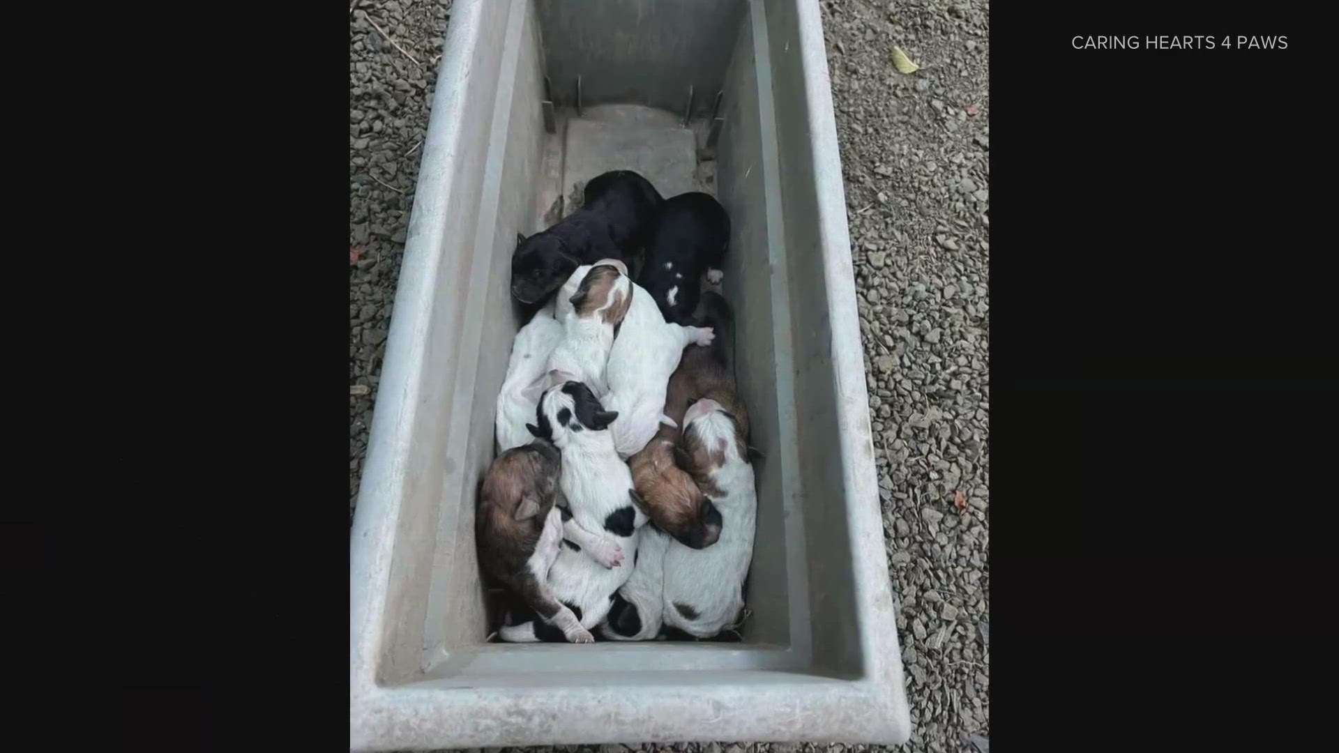 The puppies were left in Capitol Forest in Olympia when the dog rescue saved them.