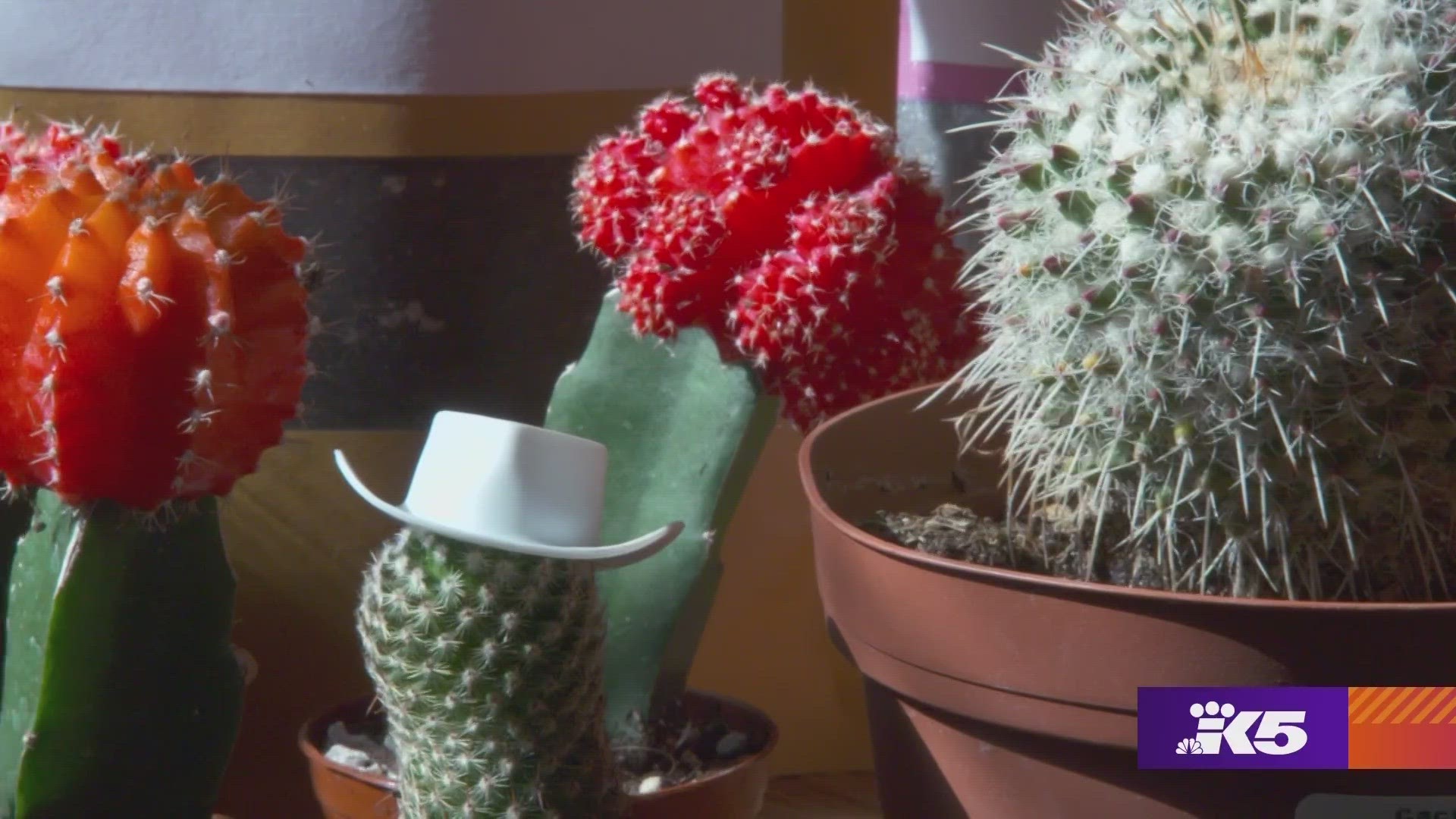 Cactus and Co is not so easy to find, but is worth discovering. #k5evening