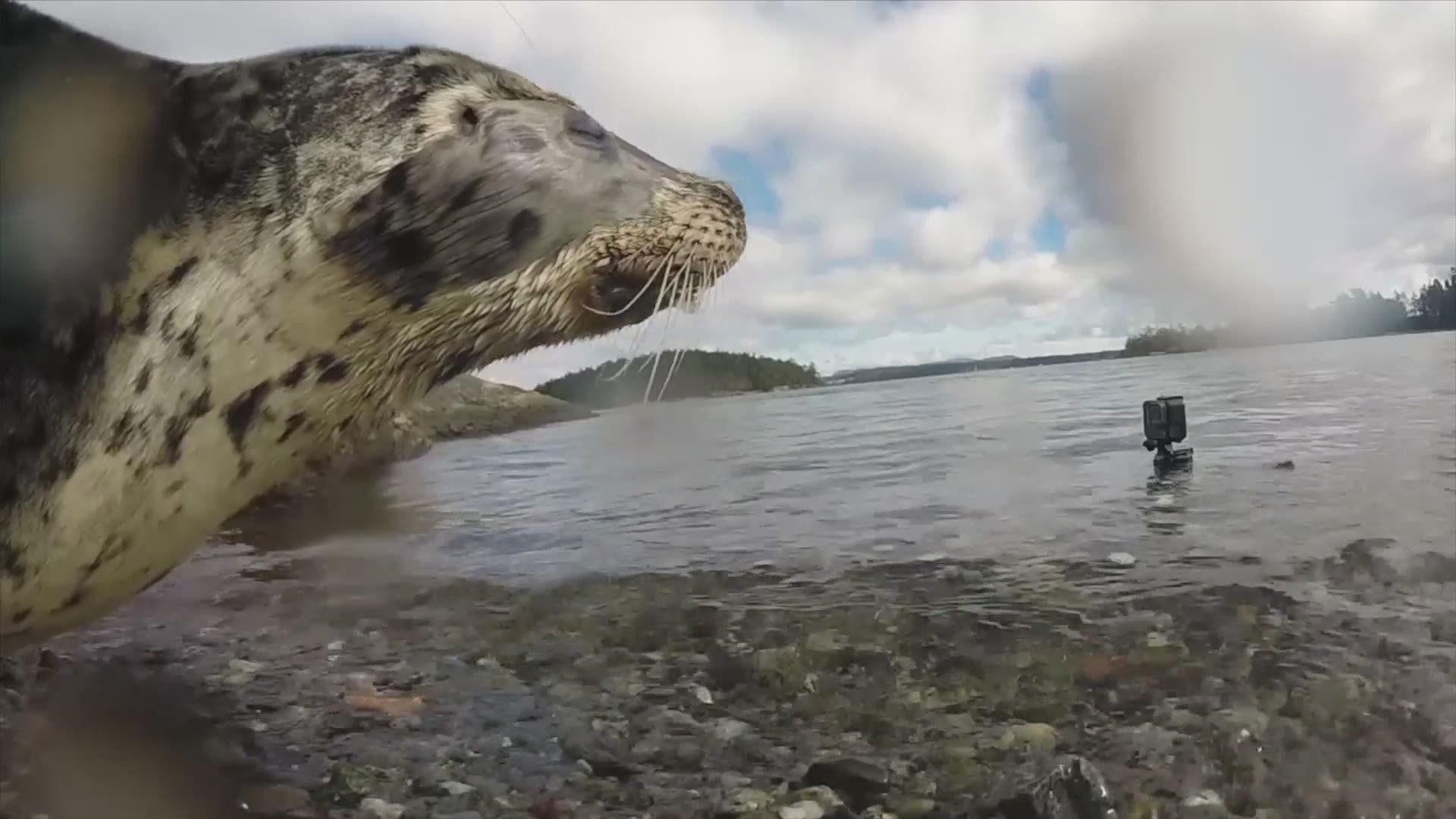 A female harbor seal was released back to Puget Sound on Sunday after recovering from a gunshot wound to the head. (Video courtesy of PAWS)