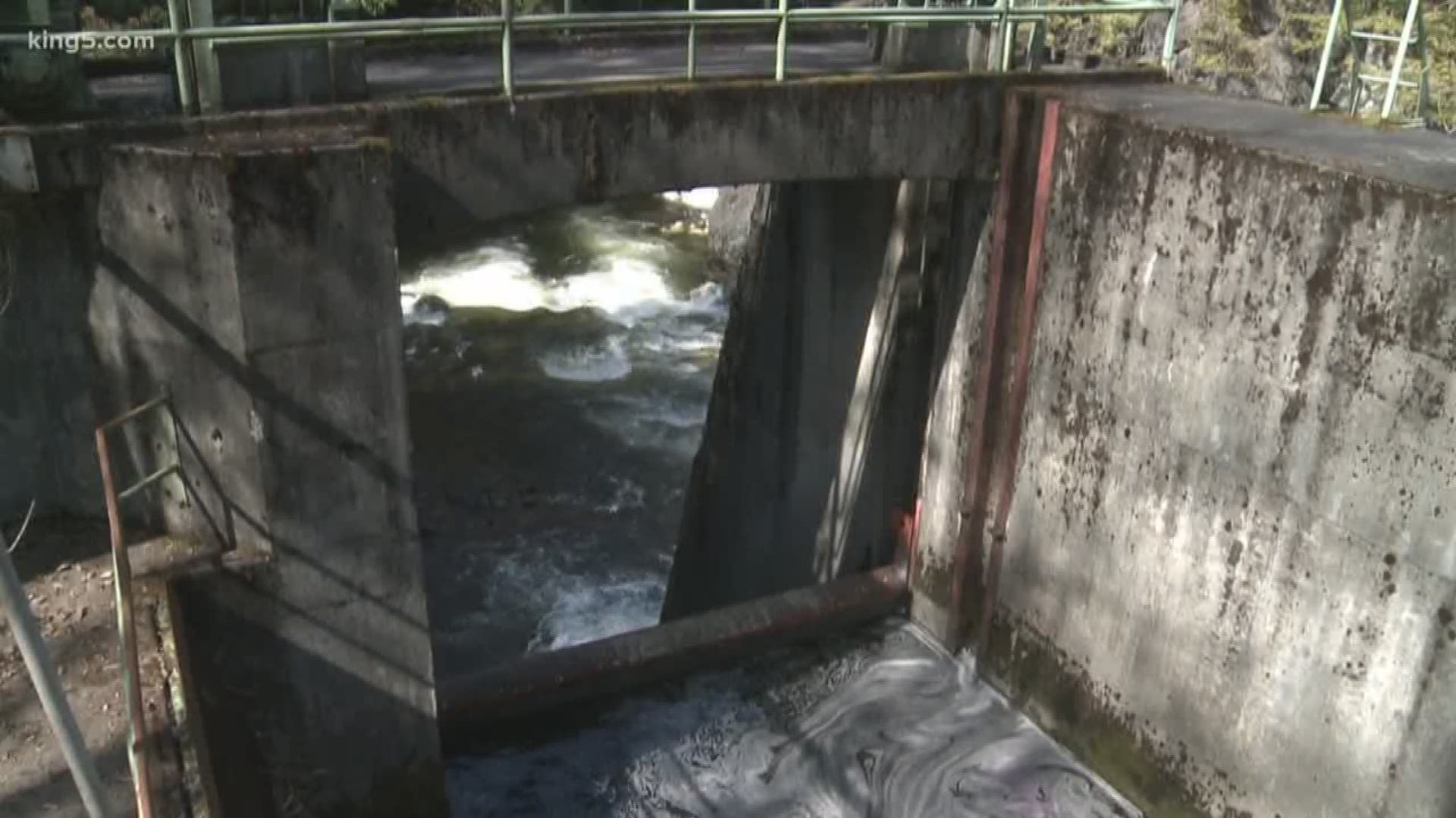 Hundreds of miles of river habitat are cut off to salmon because of dams and culverts around Western Washington. Fish passage is a main focus for those trying to produce more Chinook salmon, the food source for southern resident orcas. In her series "Saving the Orcas," KING 5 Environmental Reporter Alison Morrow looks at two projects to increase fish access to habitat on two important rivers.
