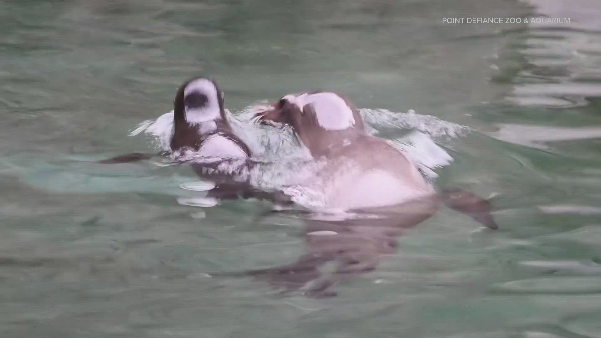 Pepper was born on June 6 and was the first sea lion pup born at the zoo in its 119-year history.