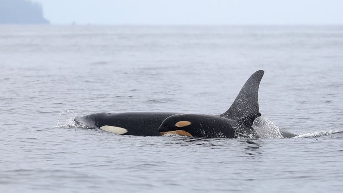 Another baby orca born to J pod — the second this month