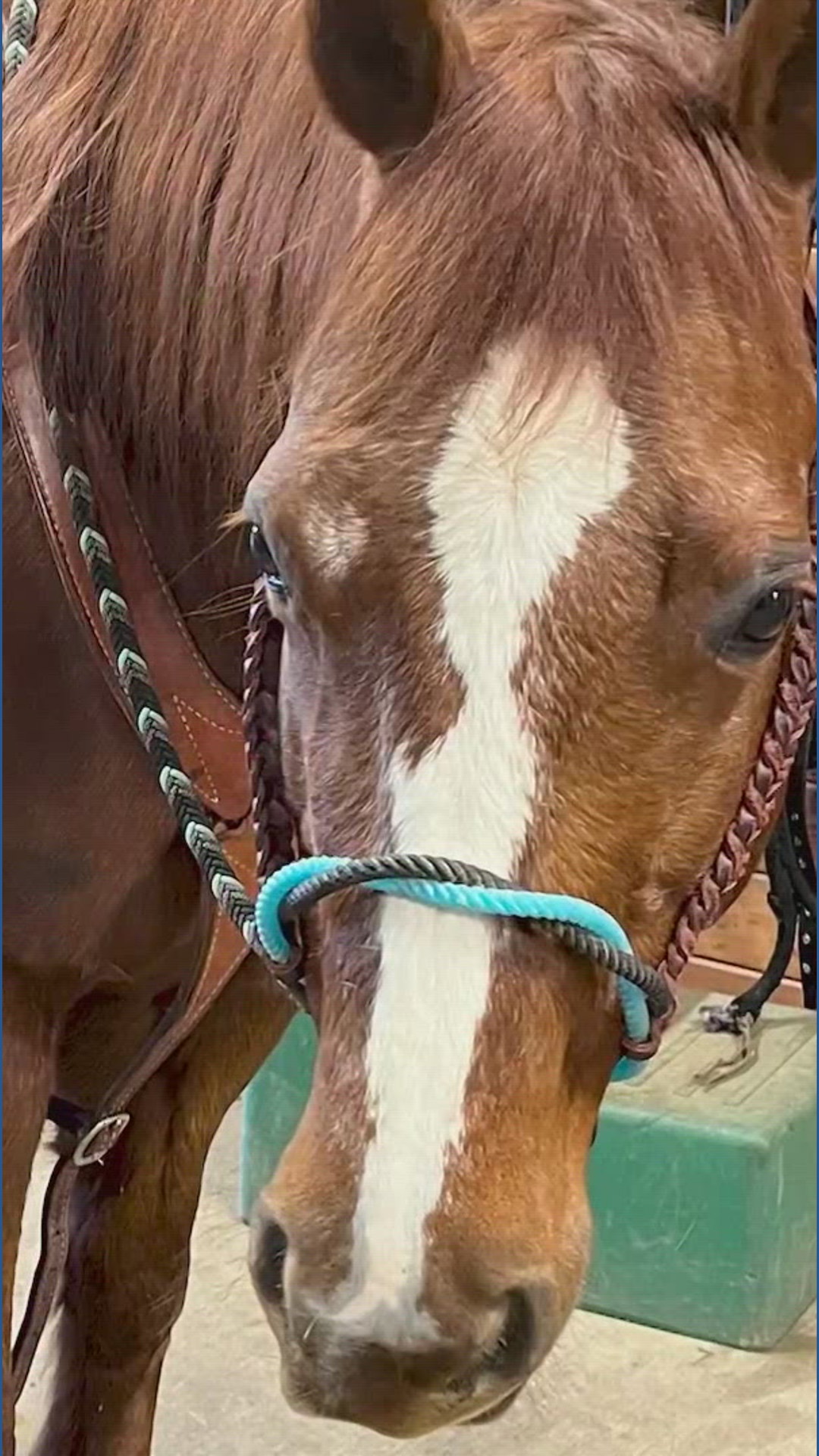 Horse stolen from Enumclaw ranch | king5.com