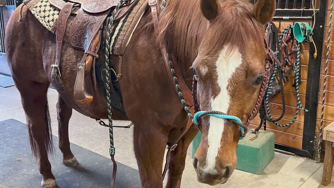 Horse stolen from Enumclaw ranch | king5.com