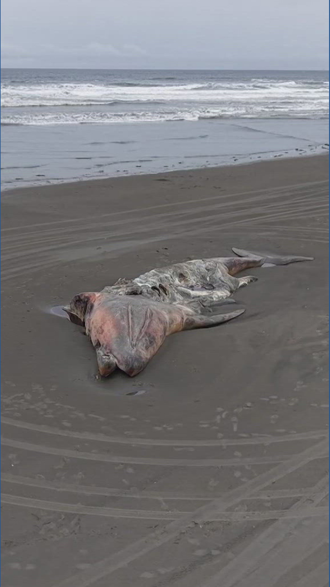 Mounting gray whale deaths cross troubling threshold | king5.com