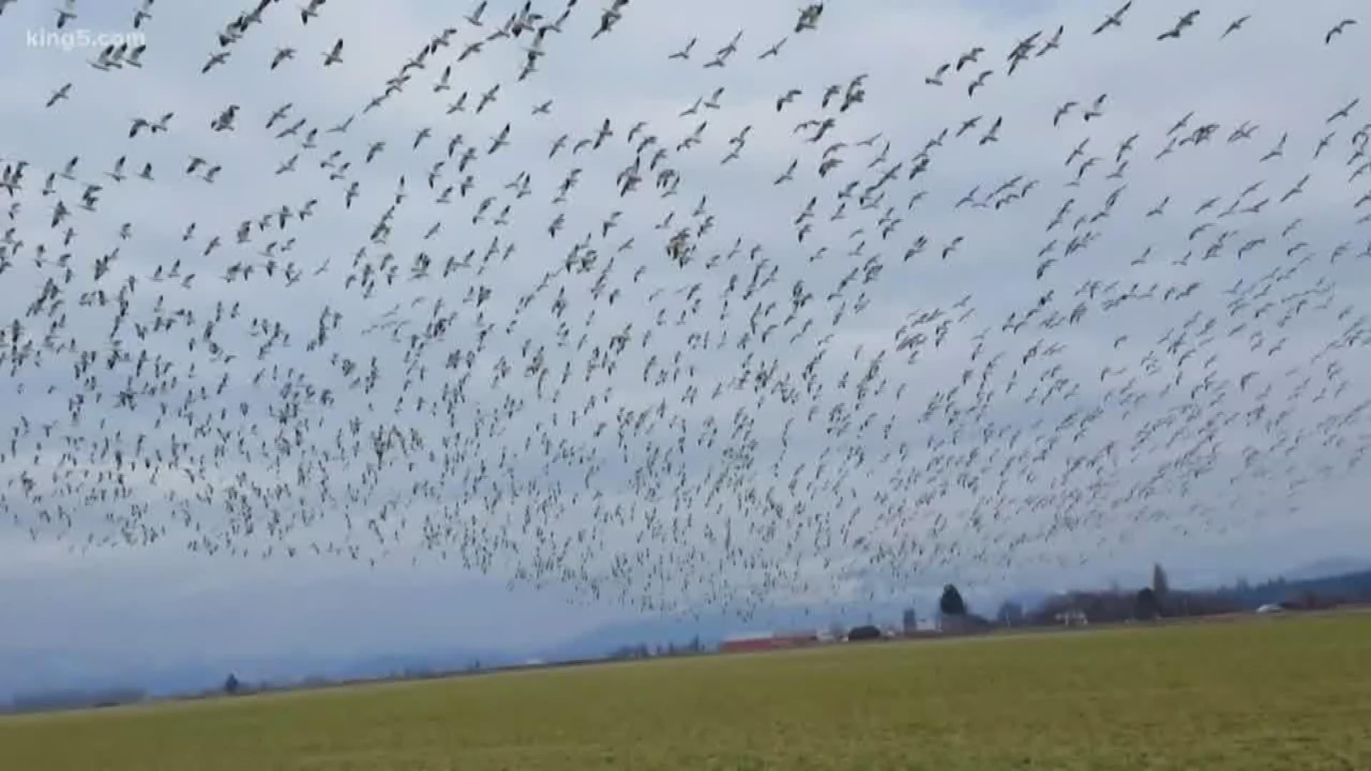 Swans, eagles, and geese, oh my! Many are excited about the annual bird-watching celebration in Skagit Valley. The event runs February 23-24.
