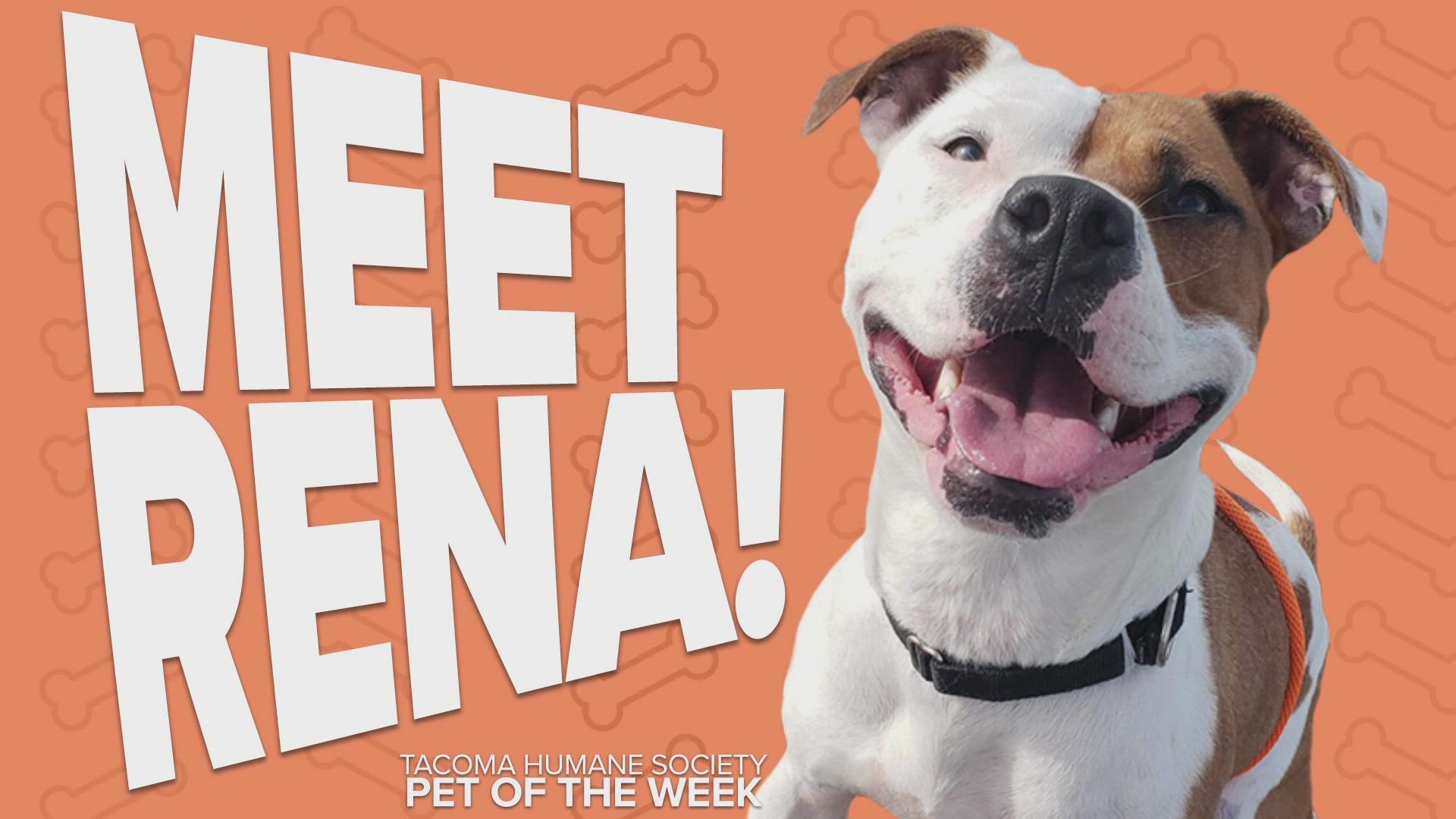 This week's featured adoptable pet is Rena!