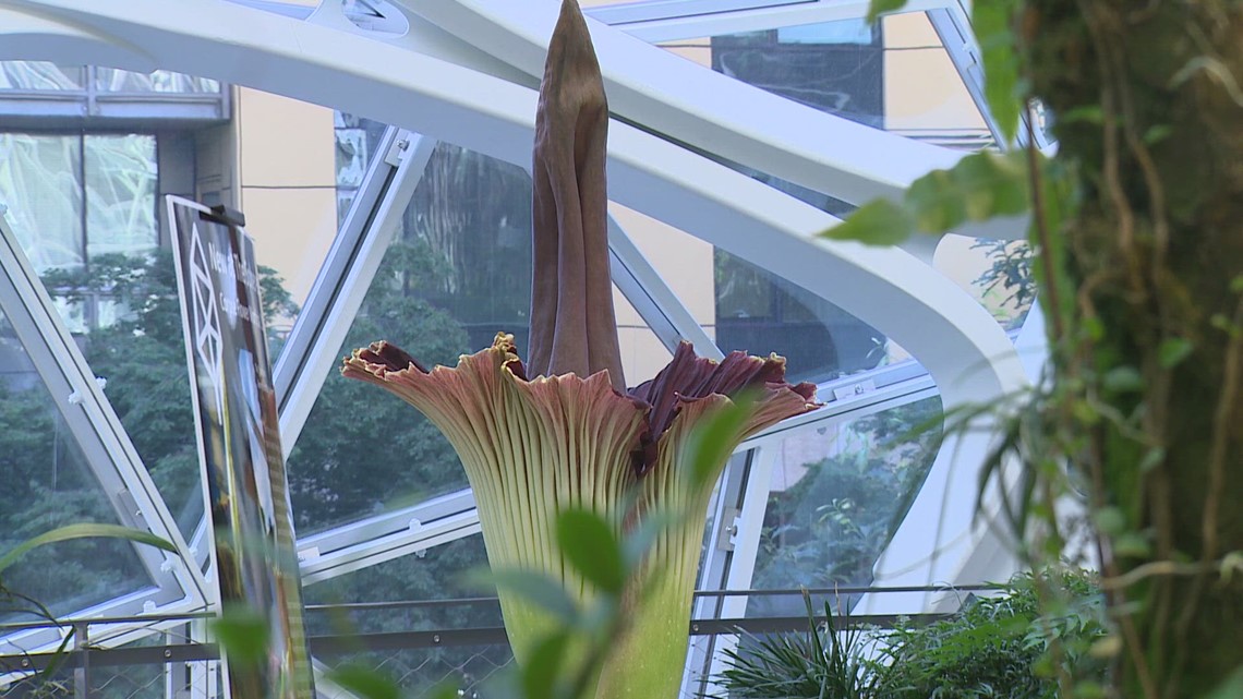 Corpse flower blooming at The Spheres in Seattle