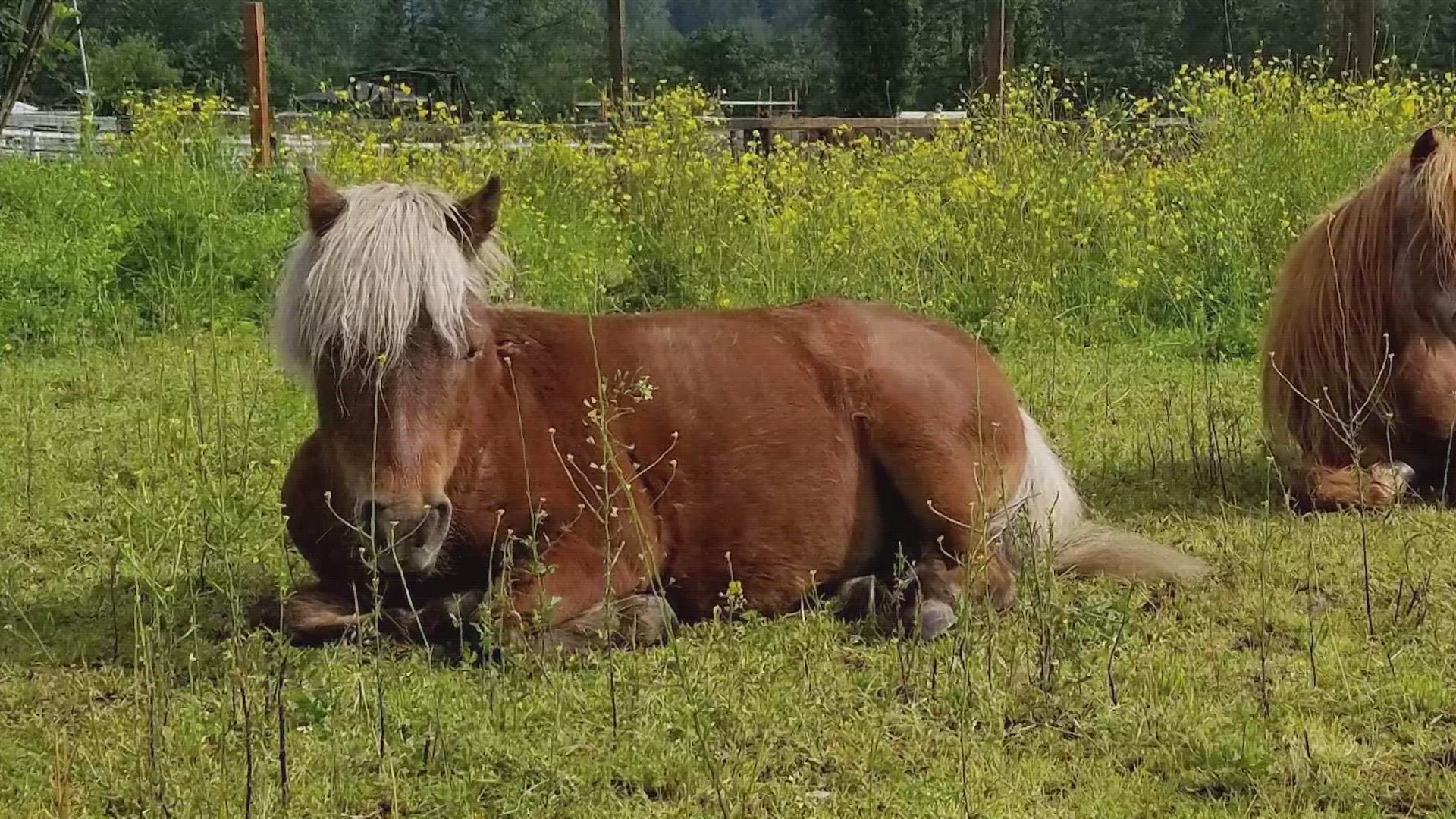 In western Washington, this is the second fatal horse shooting reported to authorities in just 10 weeks.