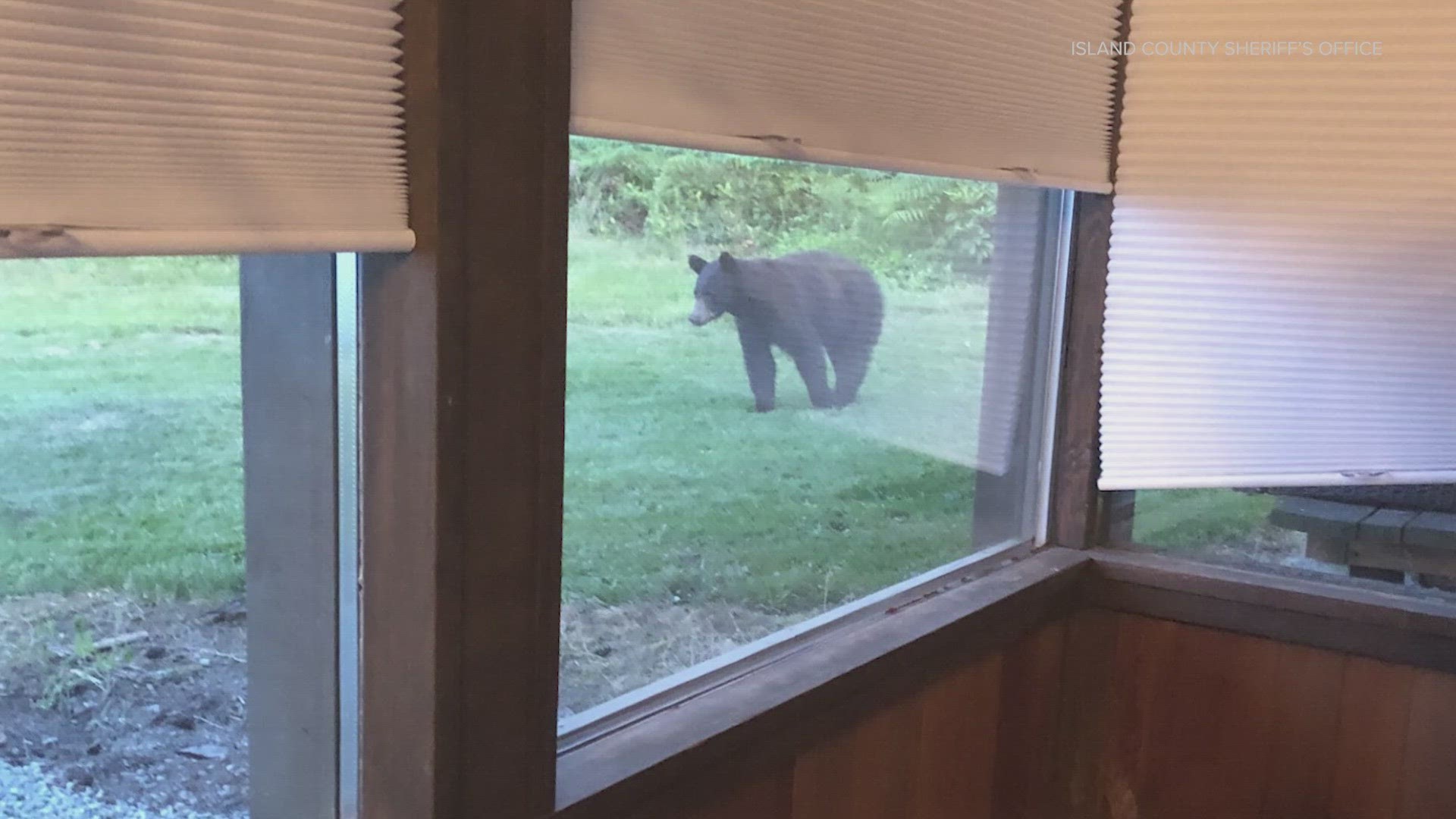 Although bears aren't known to frequent the island, there have been more sightings as of late, the sheriff's office said.