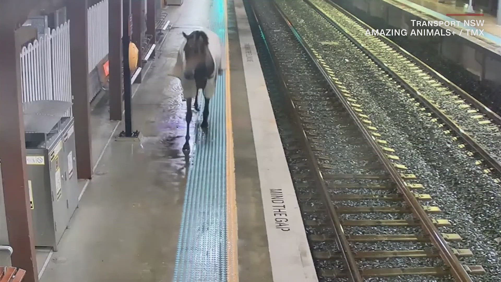 An escaped horse made its way onto a commuter train's platform in Australia before being safely rounded up by its owners.