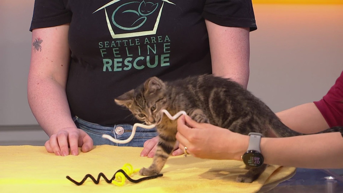 ‘Kitten Season’ Inspires Fundraising and Awareness for Abandoned Litters in the Seattle Area