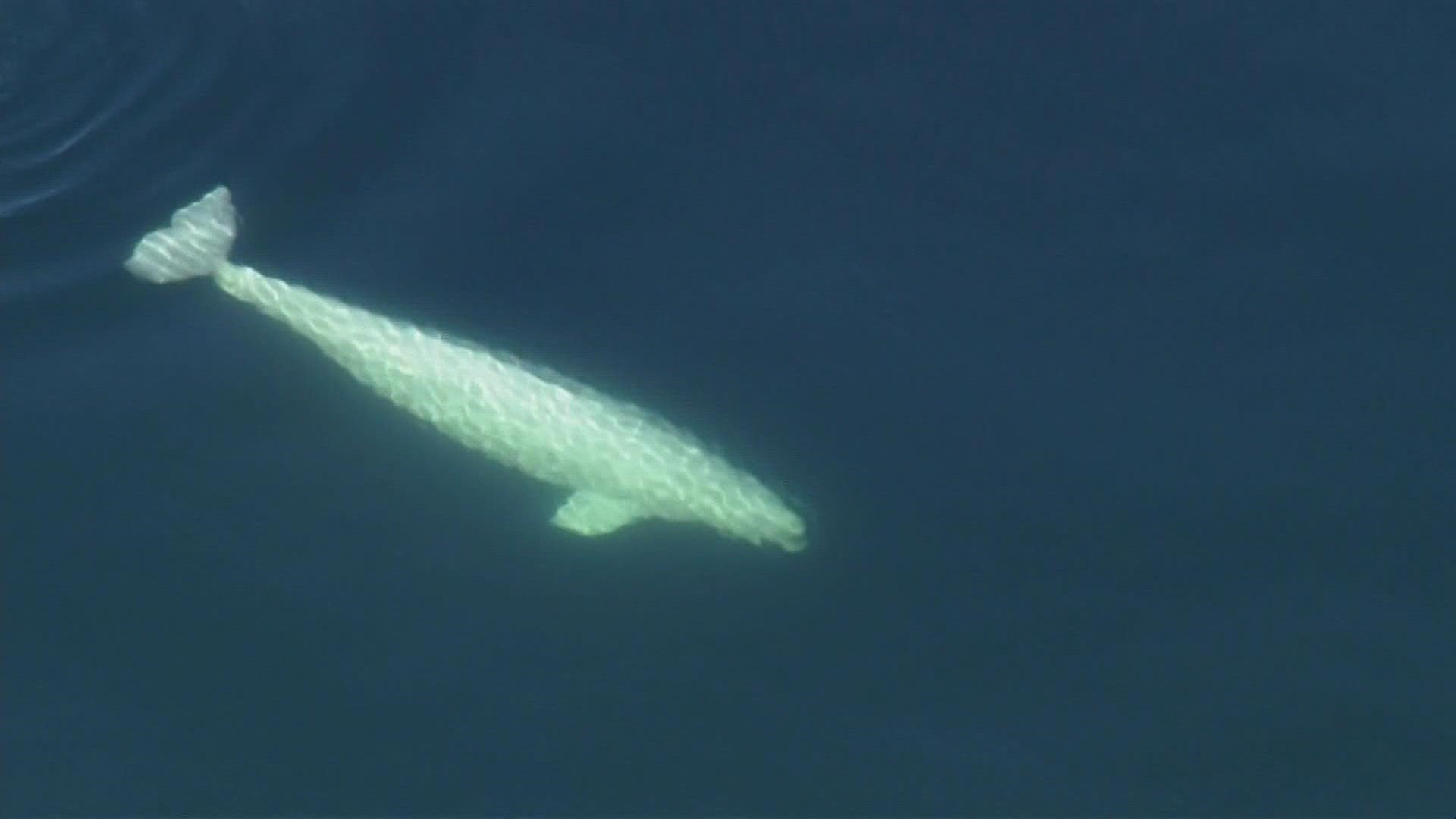 First beluga whale in central Puget Sound since 1940 spotted for a