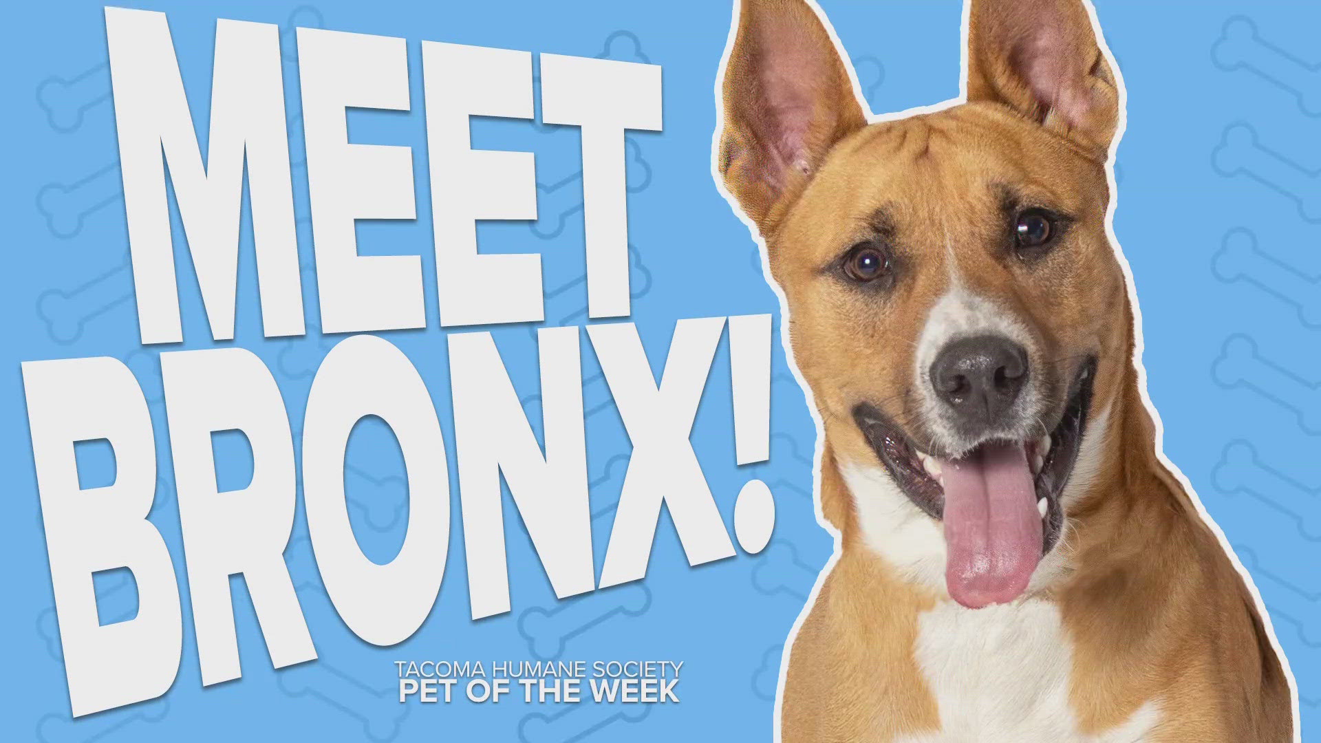 This week's featured adoptable pet is Bronx!