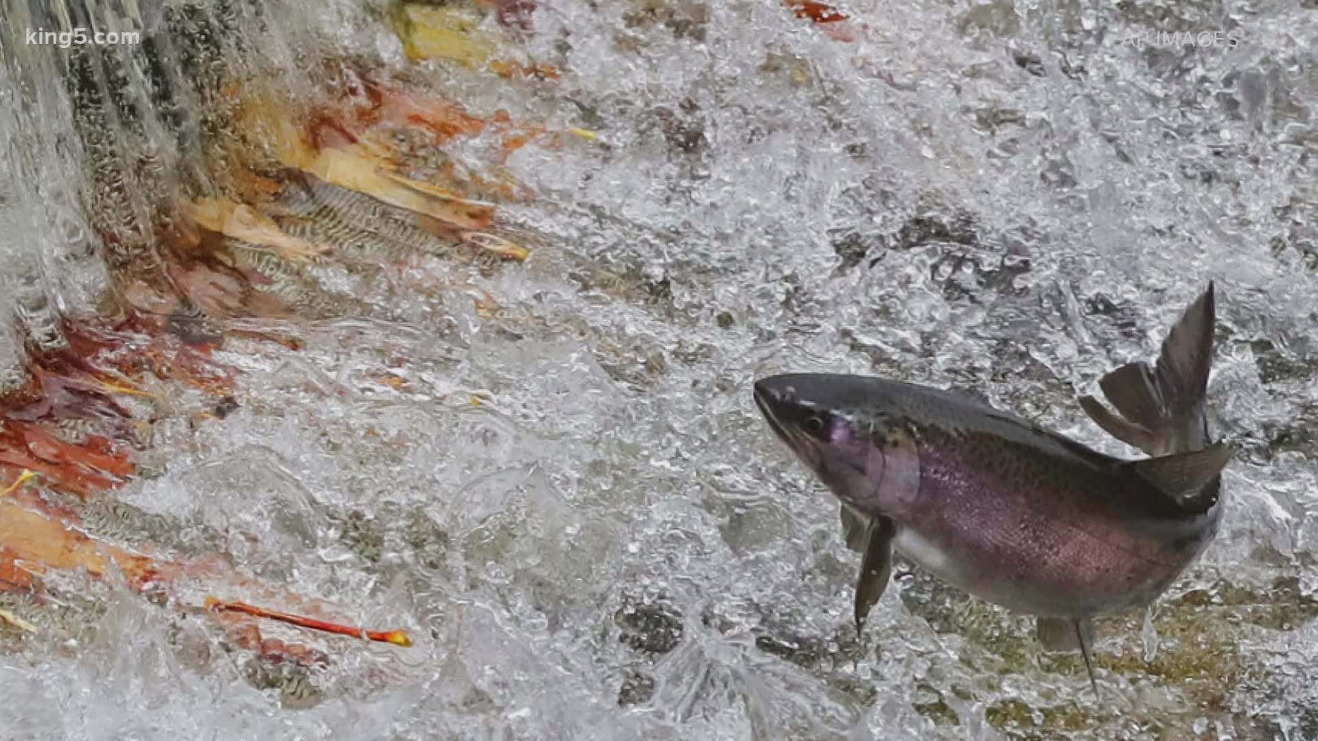 A report from the governor's Salmon Recovery Office shows many salmon populations are near extinction.
