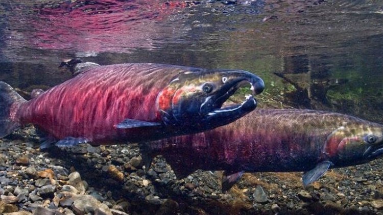 Common chemical in tires caused mass Coho salmon deaths in Puget Sound, scientists say