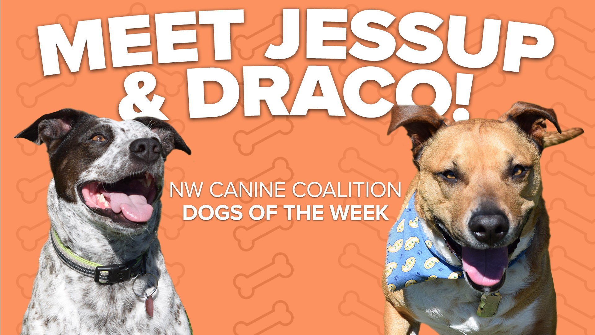 Two loveable dogs are featured this week: 4-year-old Draco and 5-year-old Jessup!