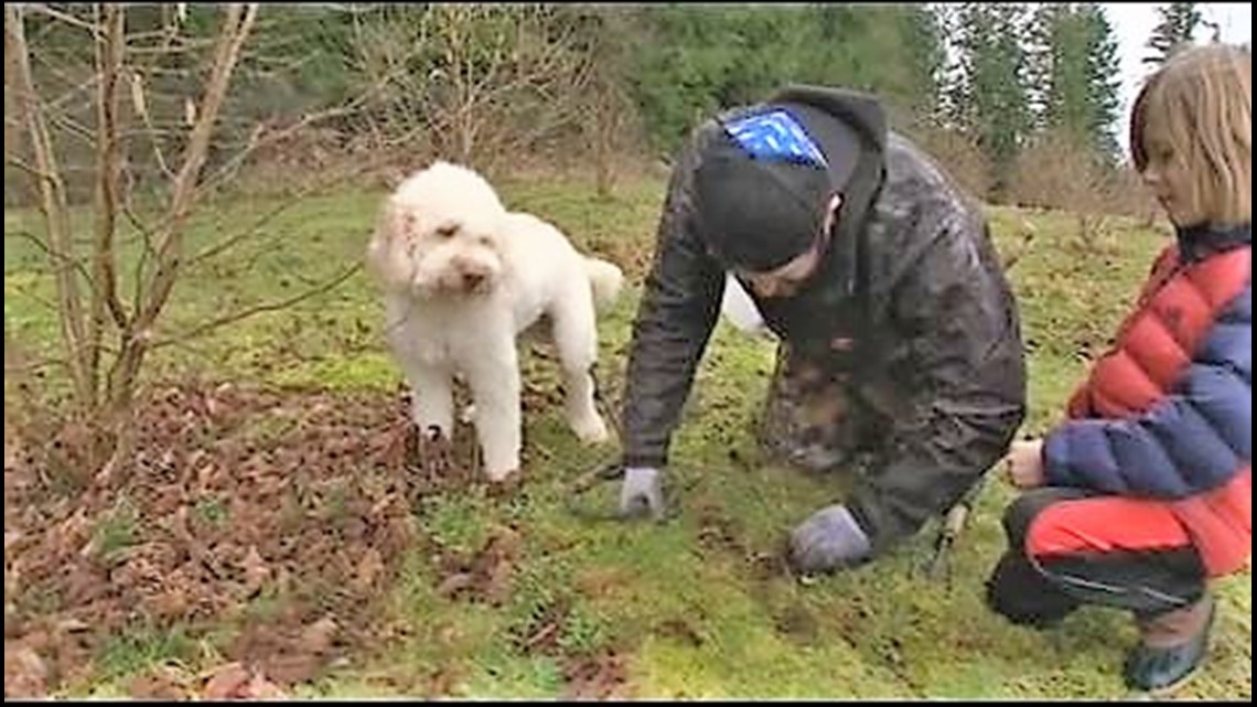 Truffles grown in the PNW at this firstofitskind farm