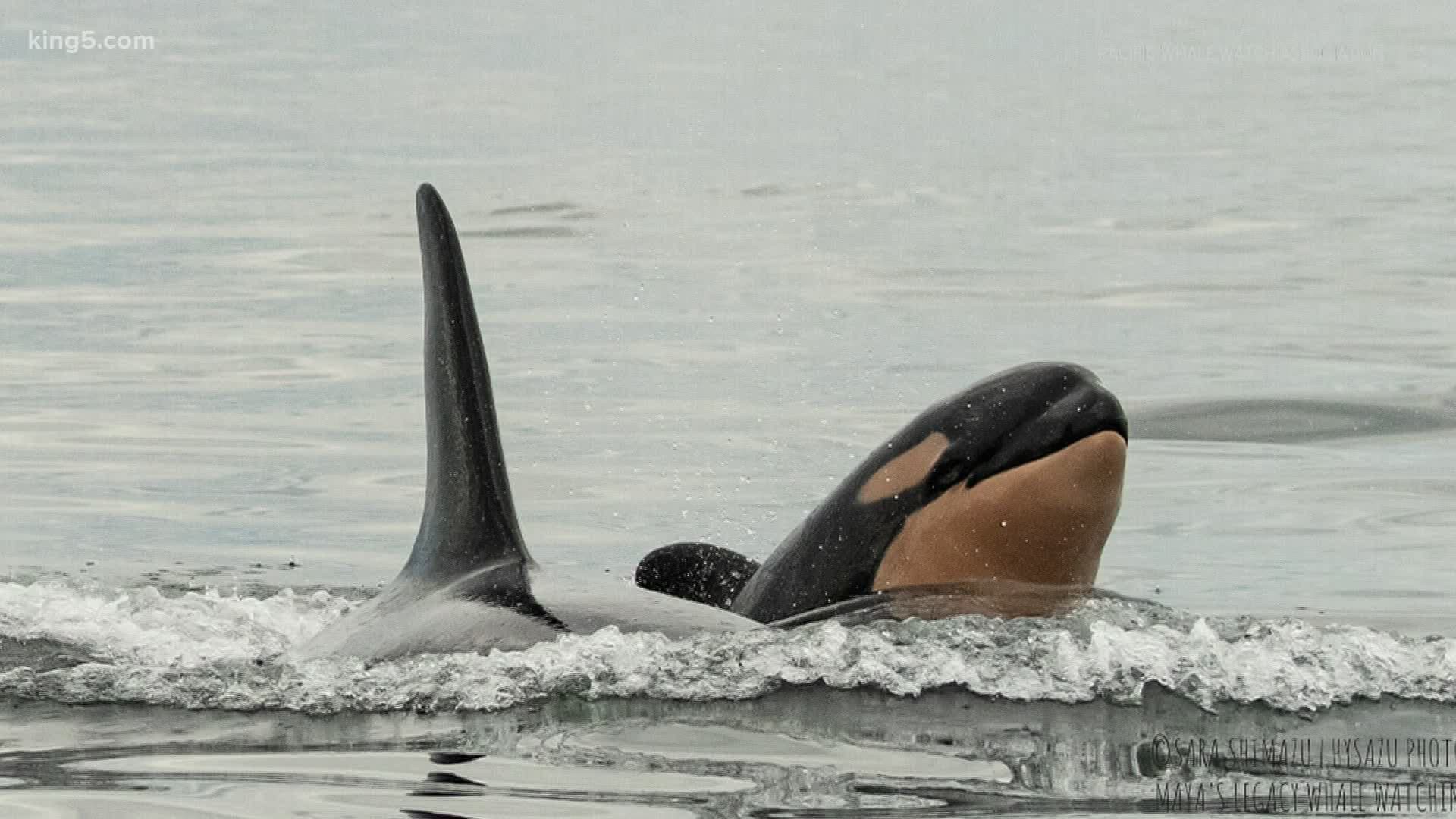 The newest southern resident orca, J57, is a male, according to officials with the Center for Whale Research. Tahlequah, or J35, gave birth to J57 in early September