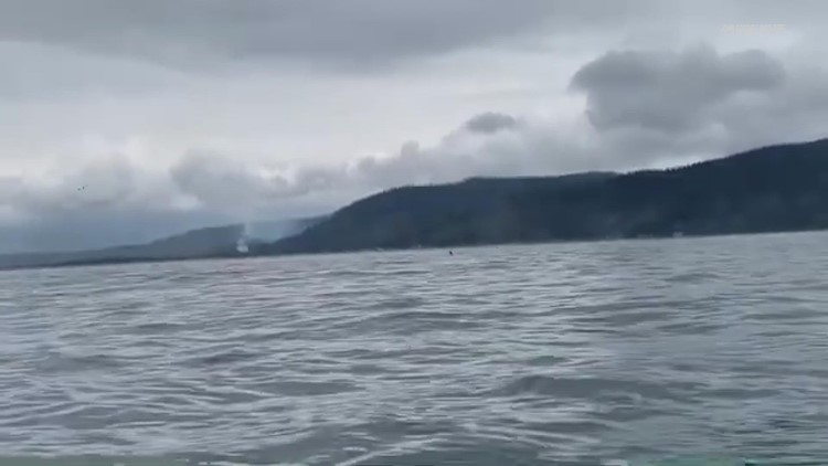 Possible Southern Resident K pod calf spotted off the coast of Oregon