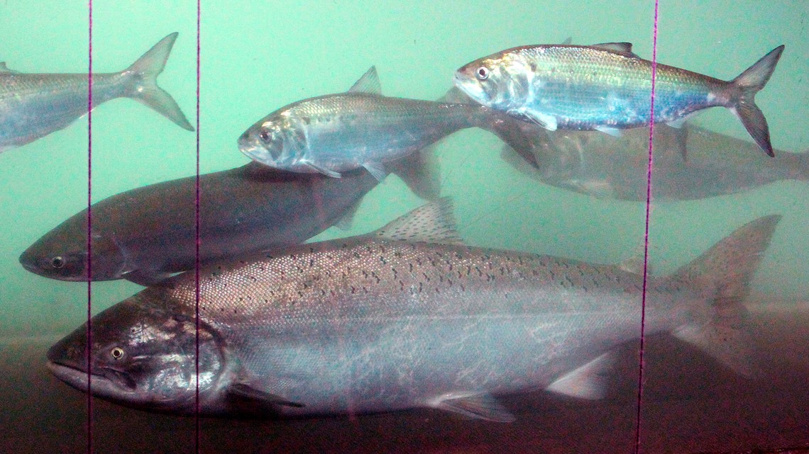 WDFW Up to 60,000 more Chinook salmon could survive with more dam