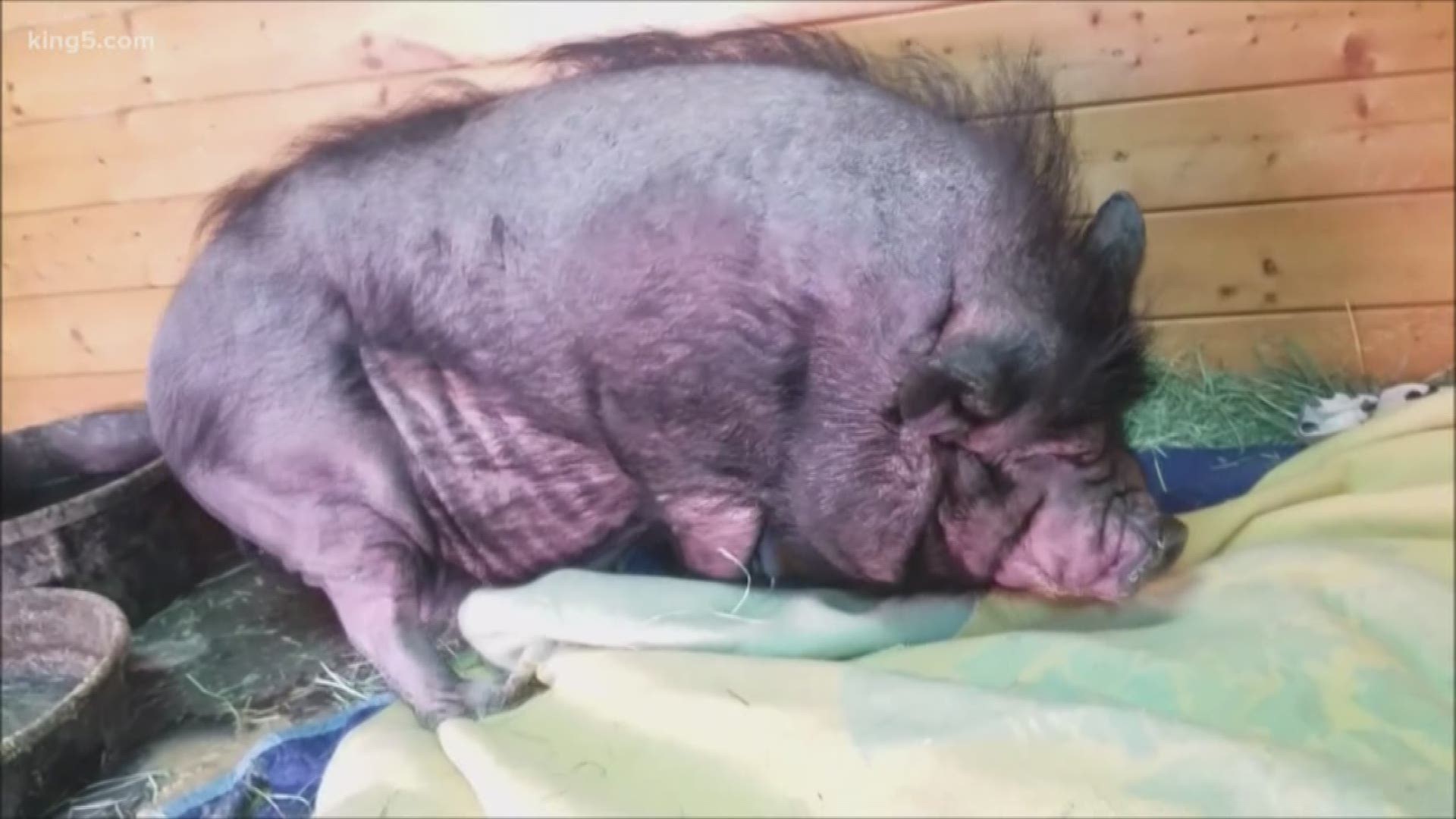 Bernard is a potbellied pig whose belly has gotten a bit too porky. Now Pasado's Safe Haven is nursing him back to health. KING 5's Eric Wilkinson reports