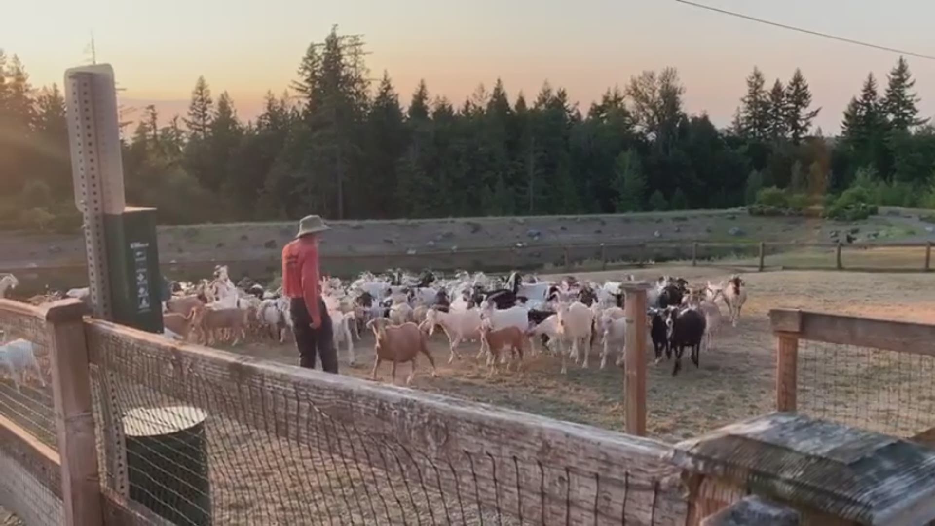 The goats were herded back into their corrals