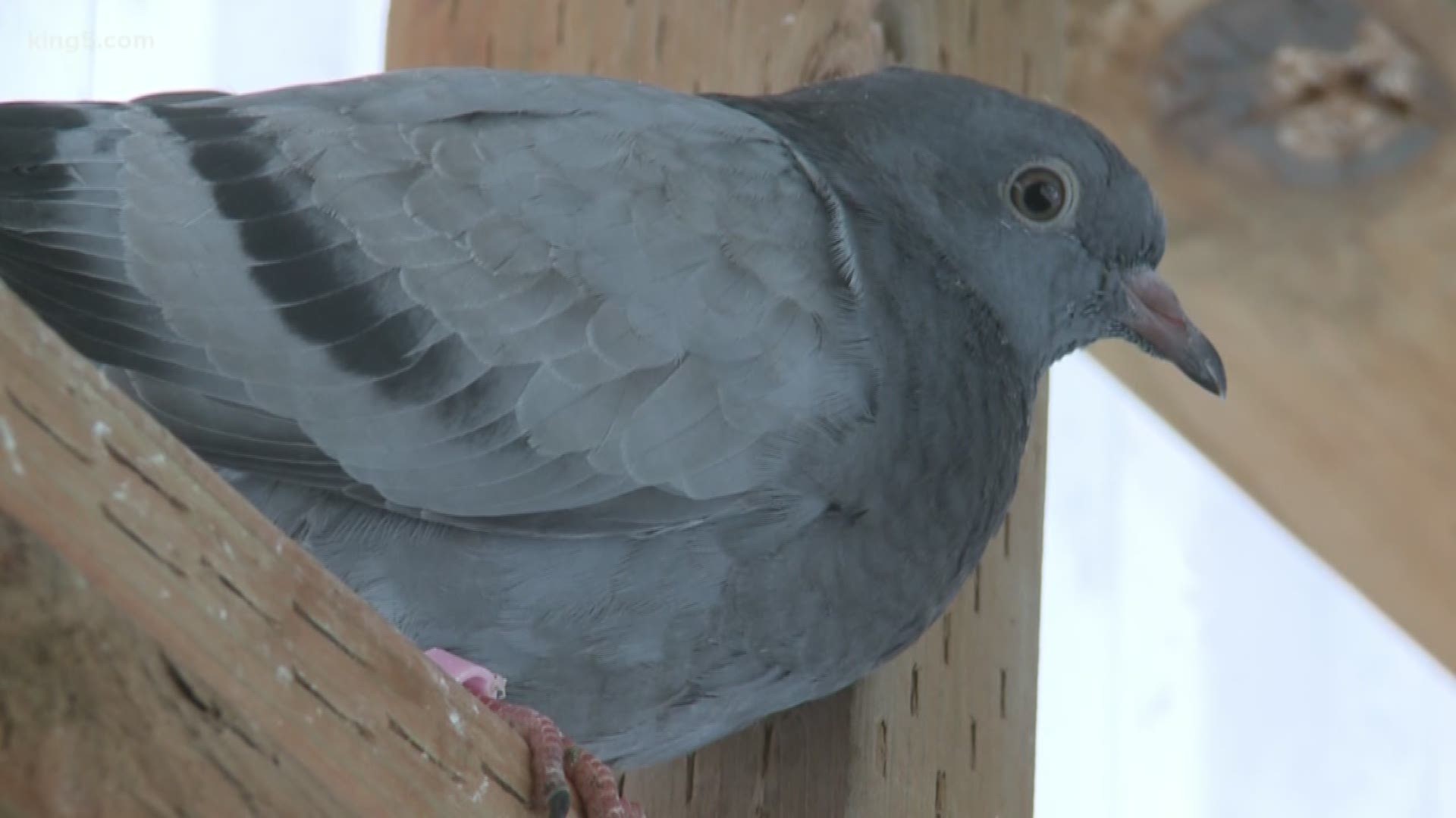 An Arlington wildlife rehab is seeing a lot of new birds due to all the snow and cold weather. KING 5 Environmental Reporter Alison Morrow visited the center and has more on how we can all help.