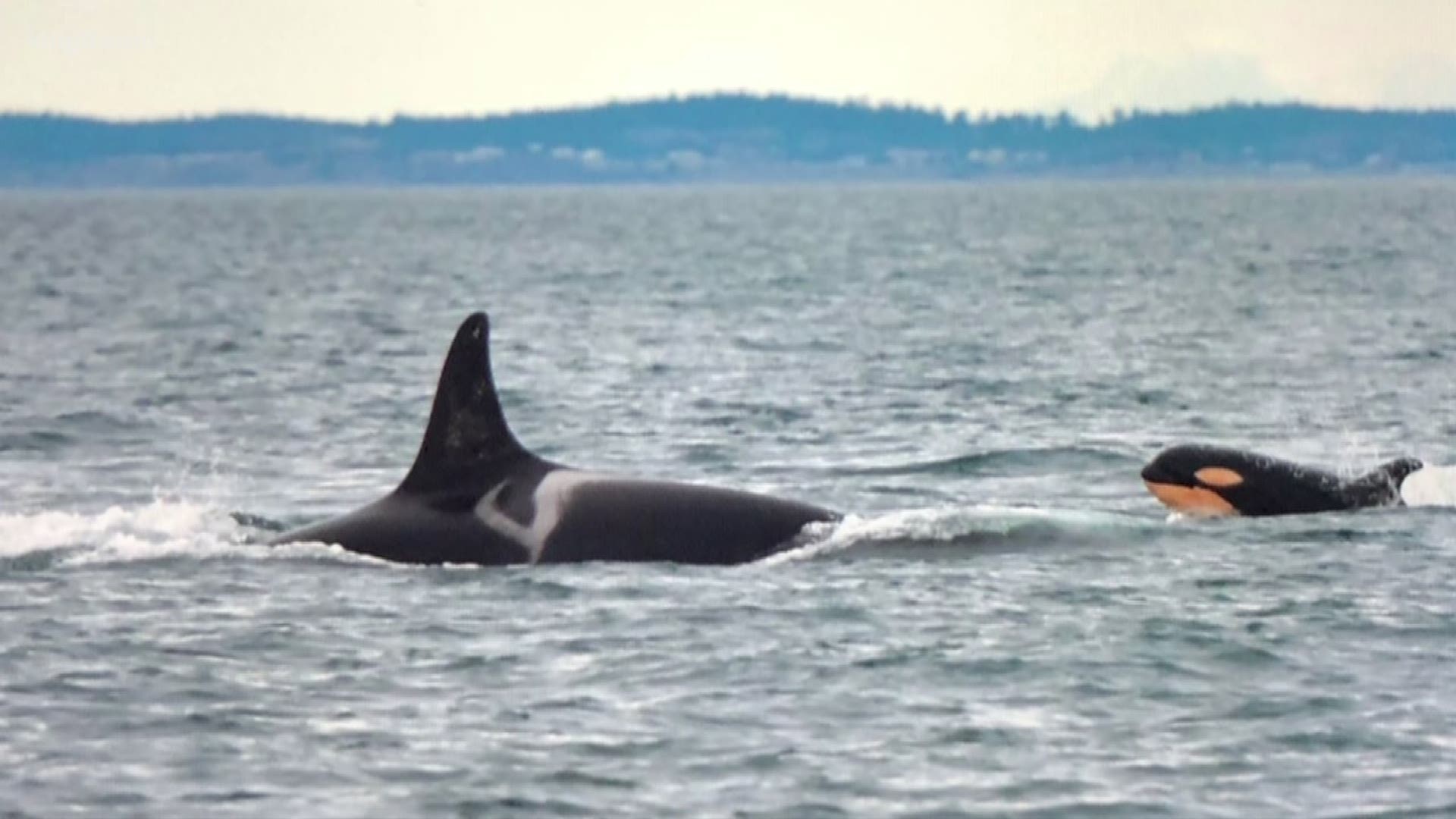 Scientist agree the whales don't have enough to eat because their favorite prey, Chinook salmon, are also disappearing. But it's also hard for the whales to find the salmon that remain because our urban waters are so noisy. KING 5's Alison Morrow reports.