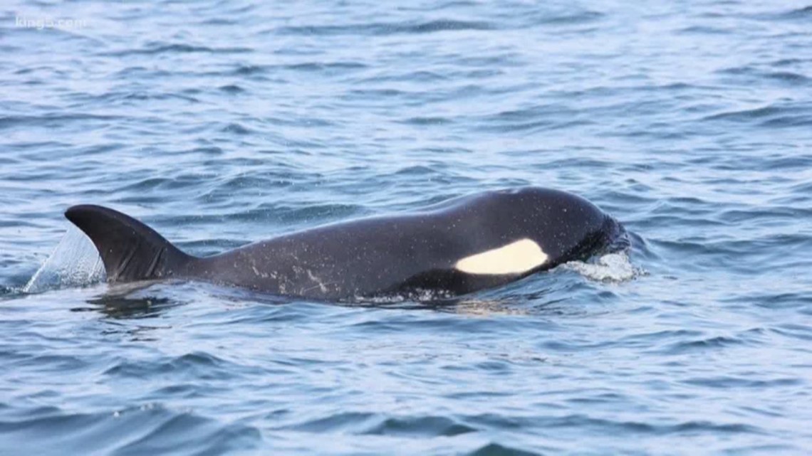 Orca research extends lower into food chain