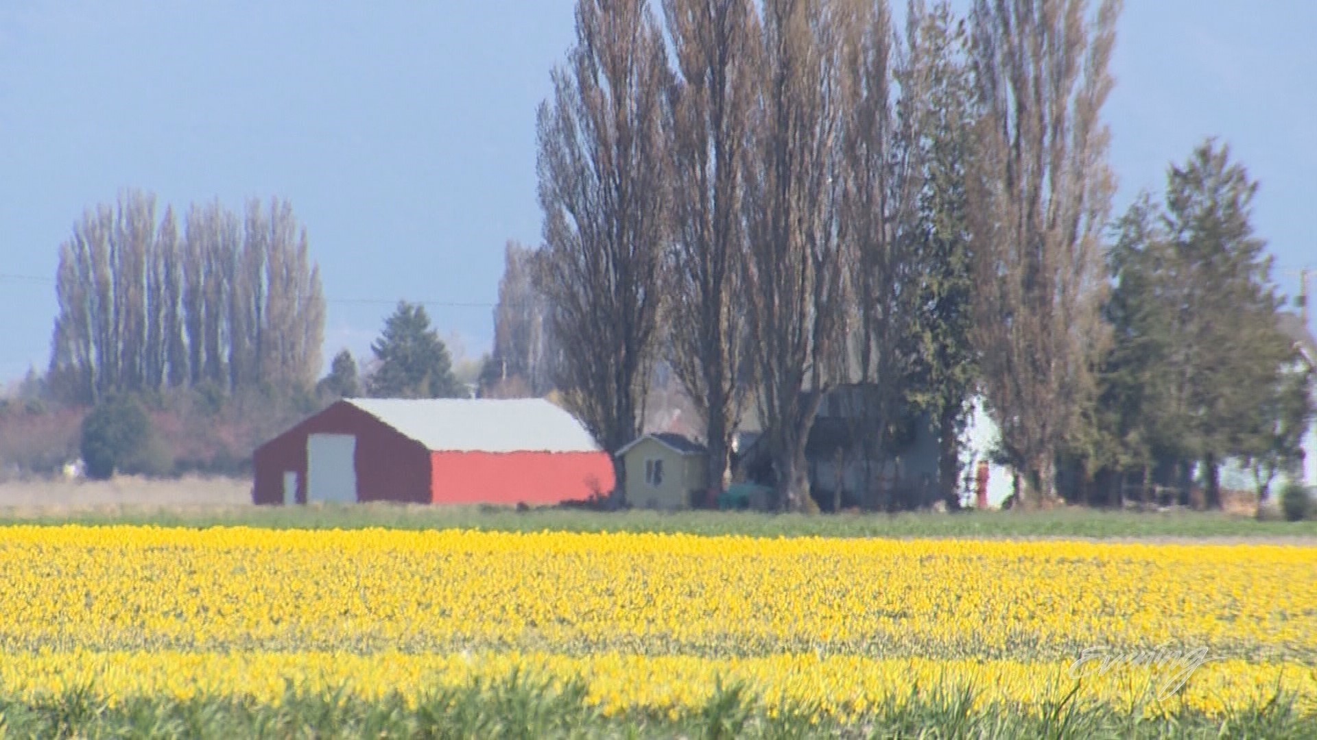 The La Conner Daffodil Festival is in full bloom