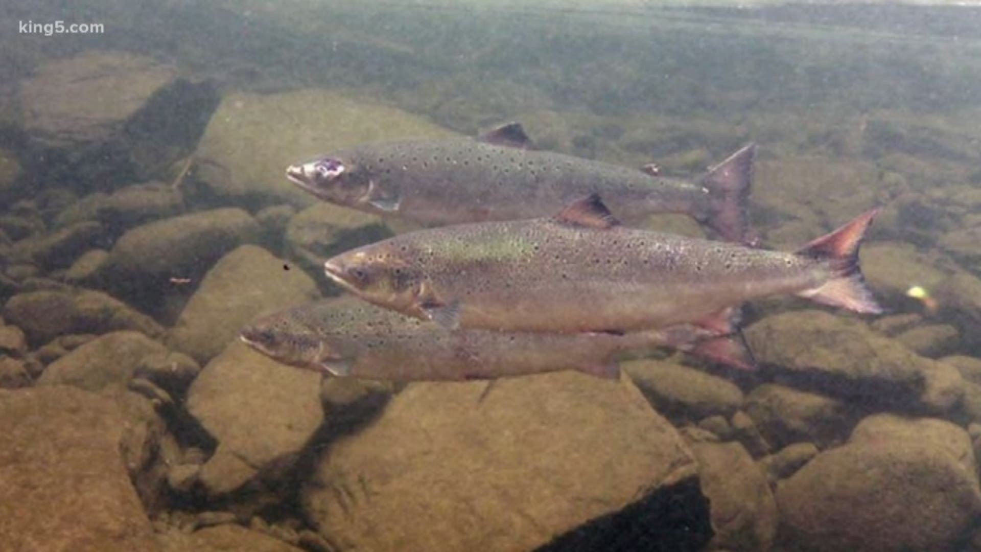 An international forum focused on saving salmon is meeting this week in Seattle.