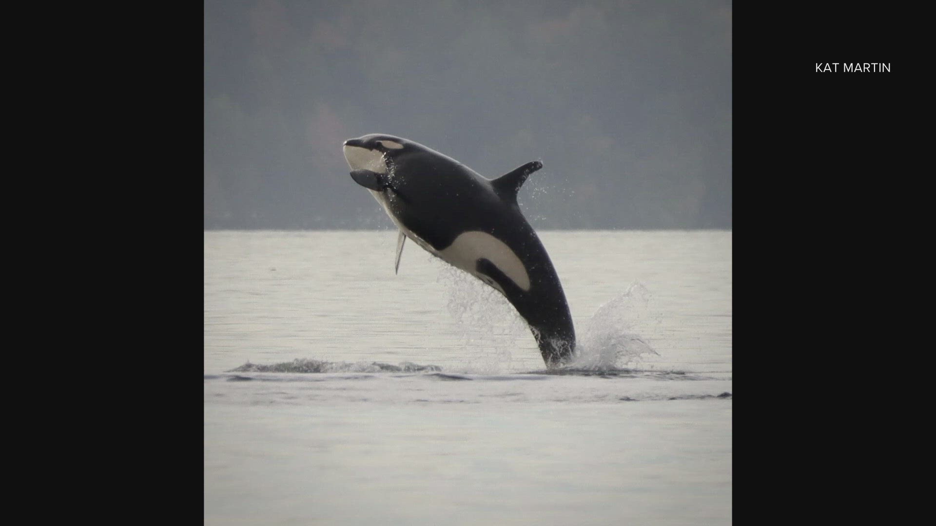 Orca sightings around Puget Sound have been on the rise the last couple months, according to a whale expert.