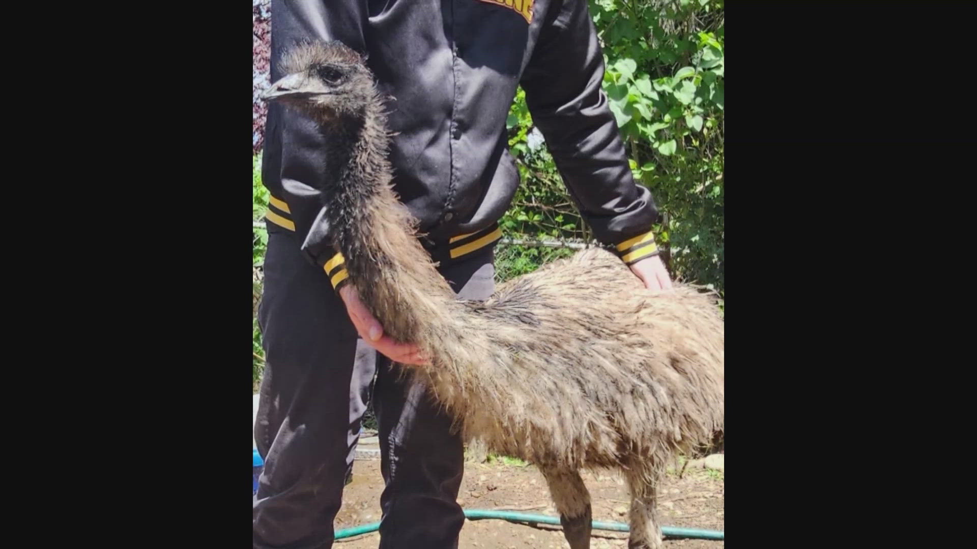 An emu reported missing by her owner in Puyallup was found safe near their property