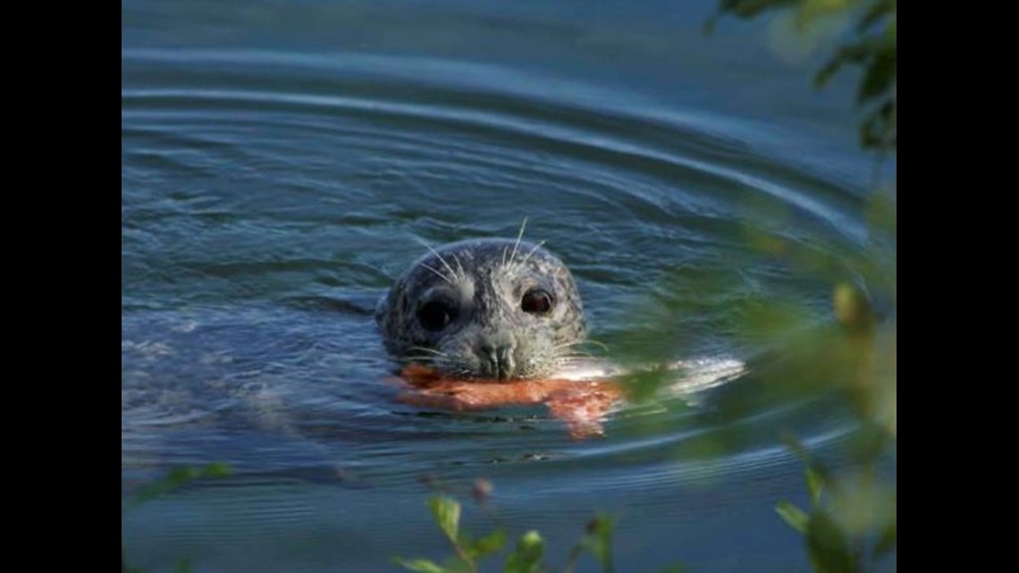 State discusses killing seals and sea lions in Puget Sound